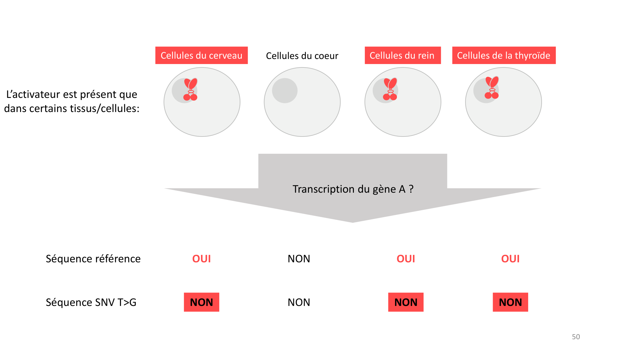 Génétique humaine — session 3 page 50