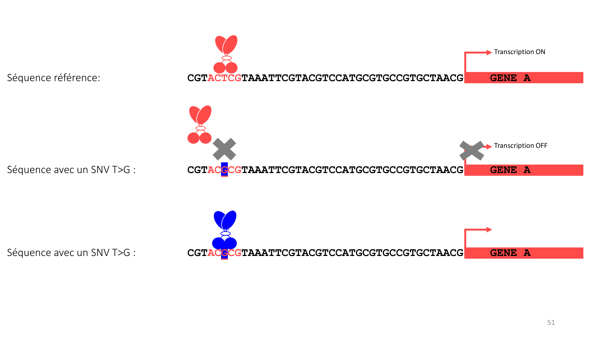 Génétique humaine — session 3 page 51