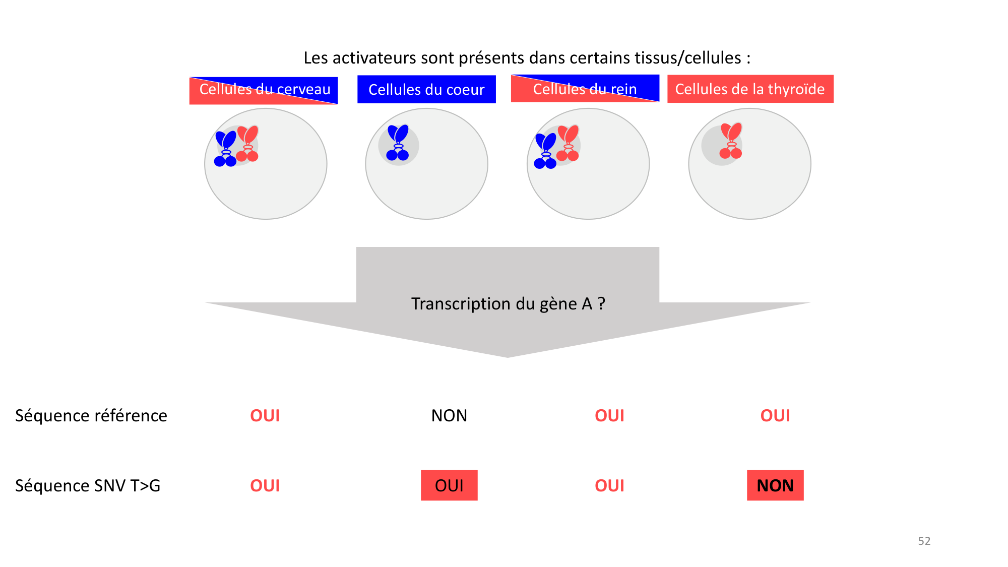 Génétique humaine — session 3 page 52
