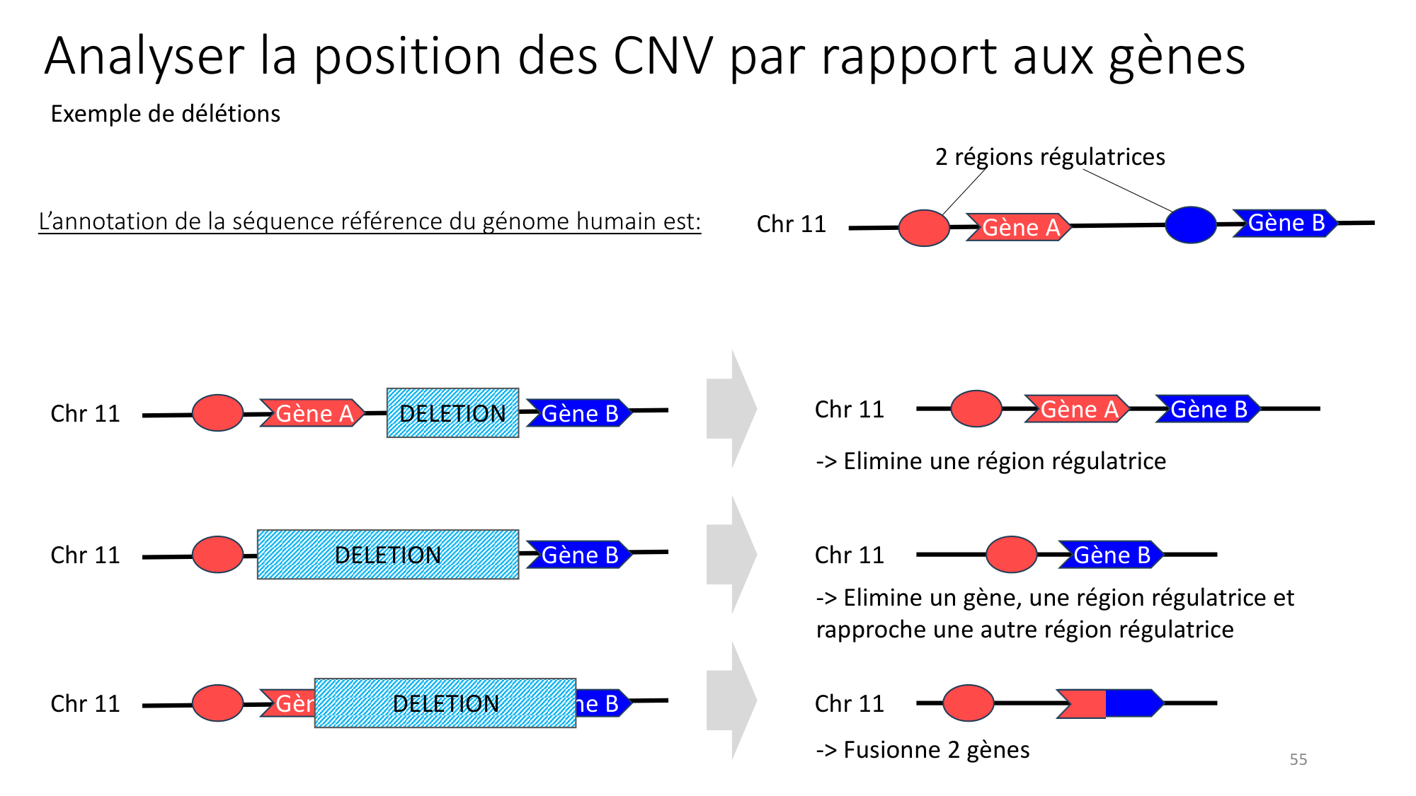 Génétique humaine — session 3 page 55