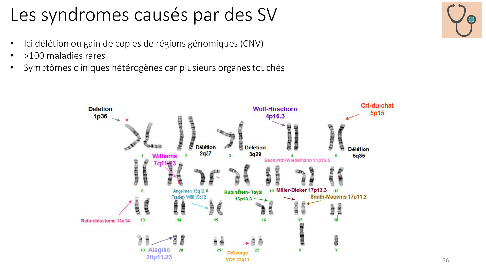 Génétique humaine — session 3 page 56