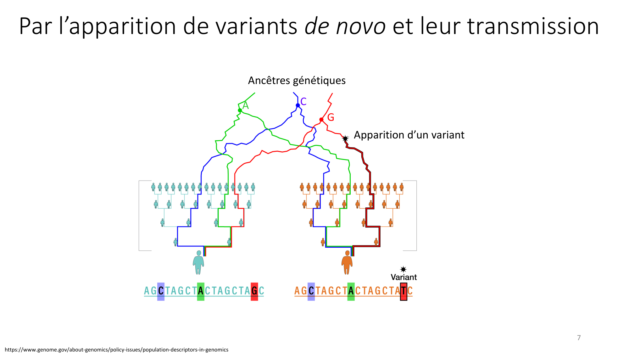Génétique humaine — session 4 page 7