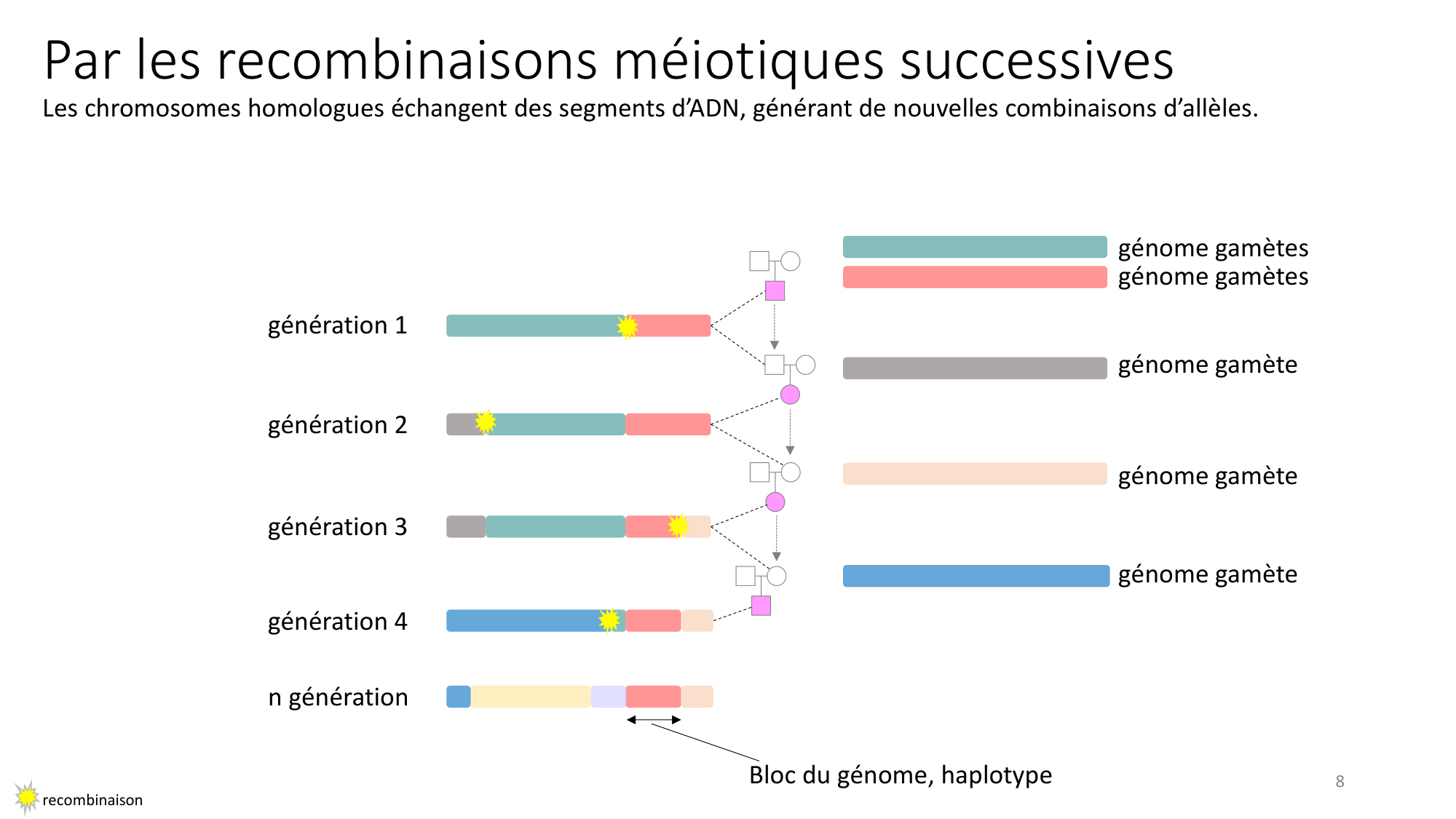 Génétique humaine — session 4 page 8
