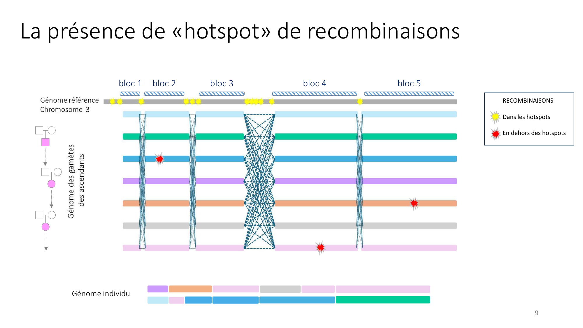 Génétique humaine — session 4 page 9