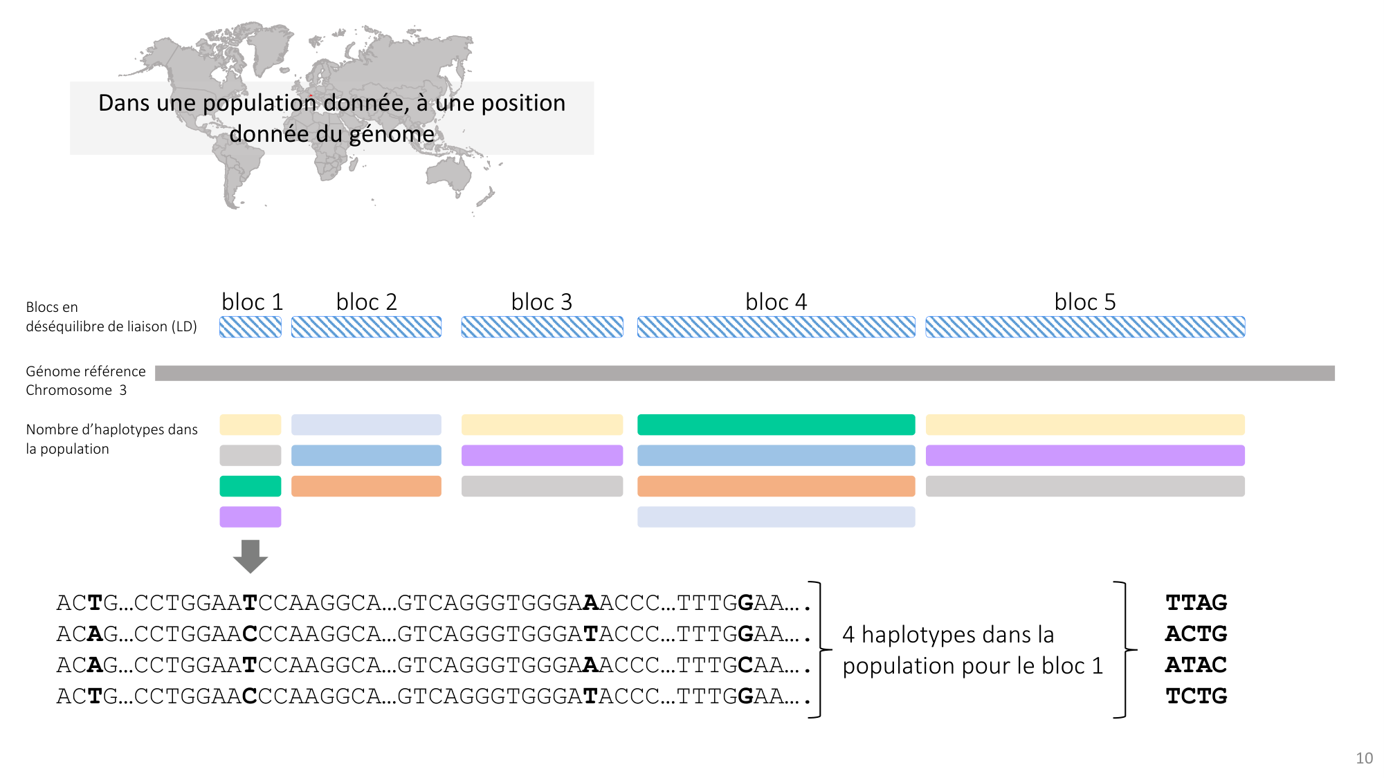 Génétique humaine — session 4 page 10