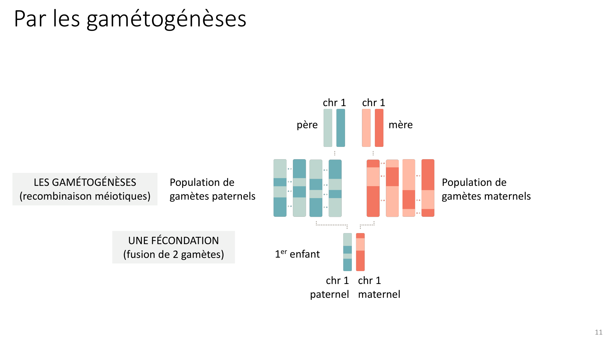 Génétique humaine — session 4 page 11
