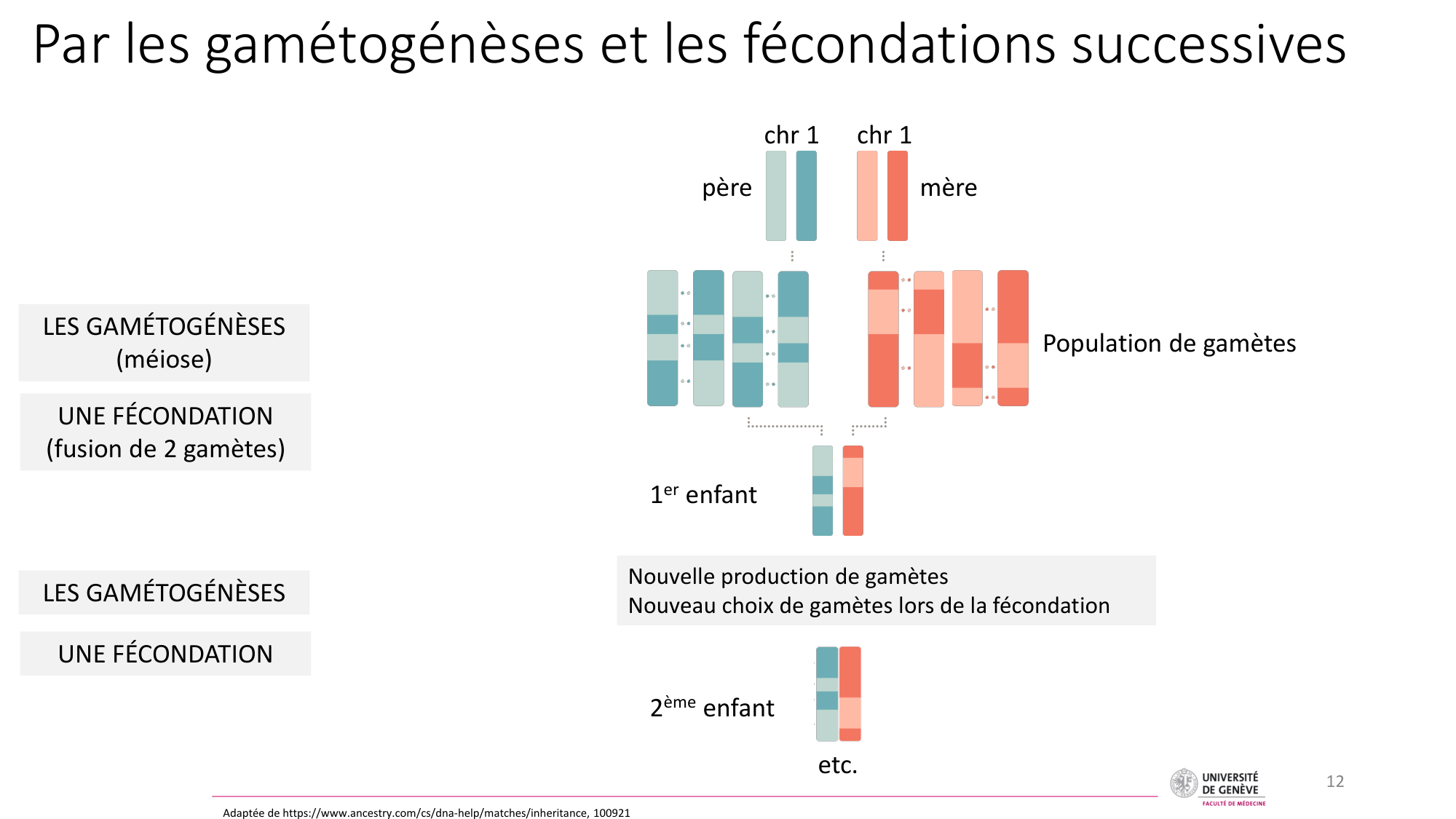 Génétique humaine — session 4 page 12