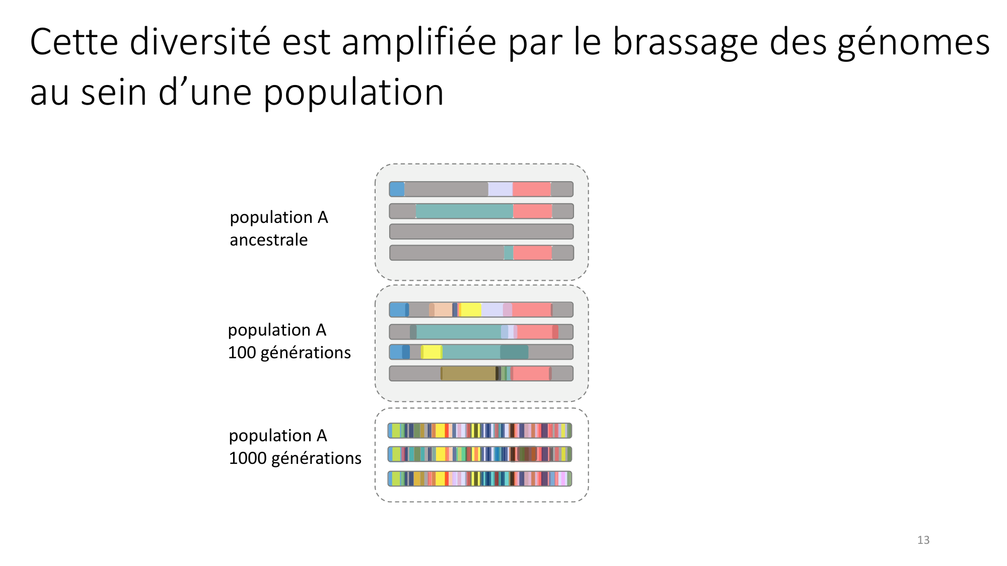 Génétique humaine — session 4 page 13