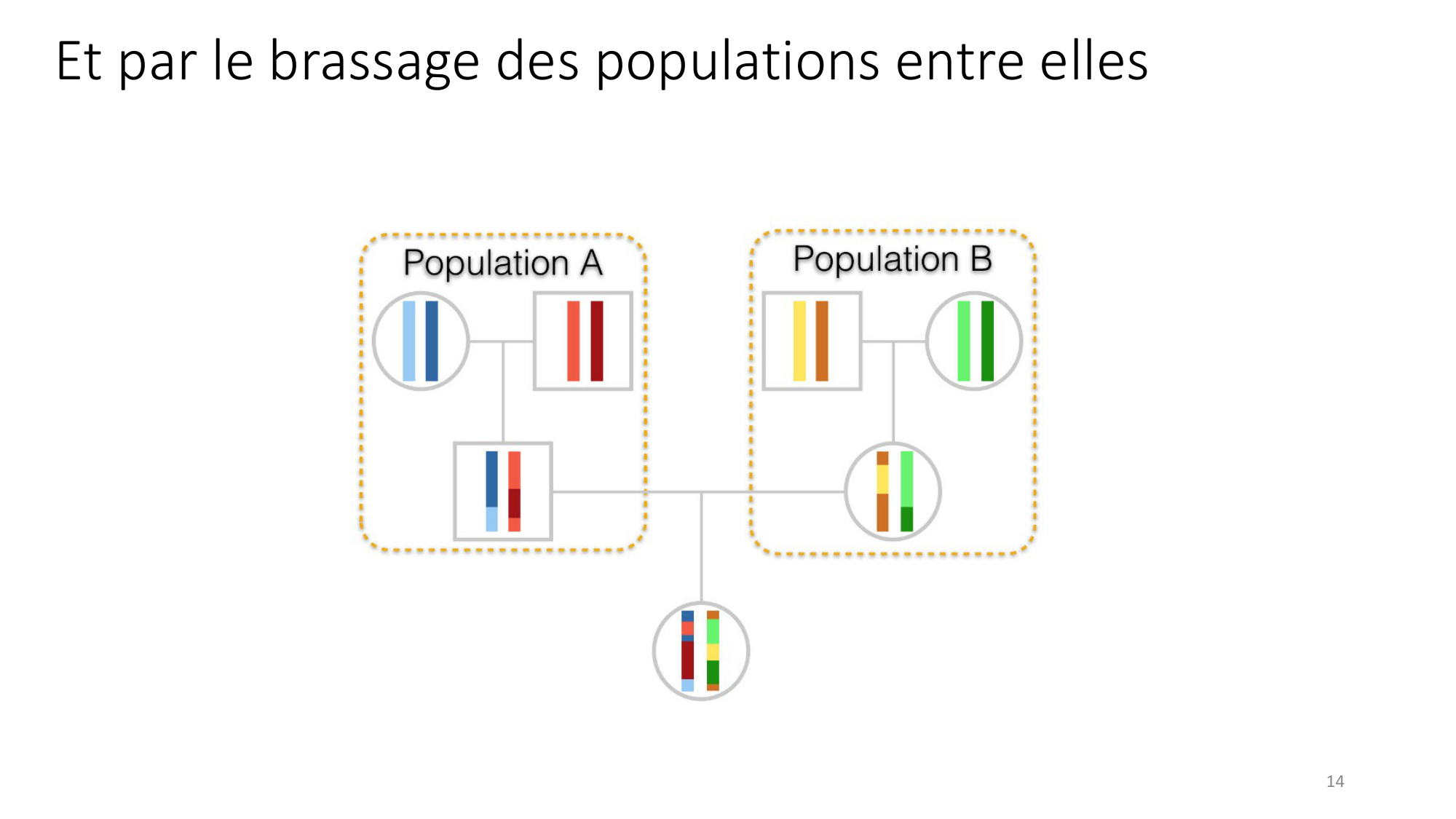 Génétique humaine — session 4 page 14
