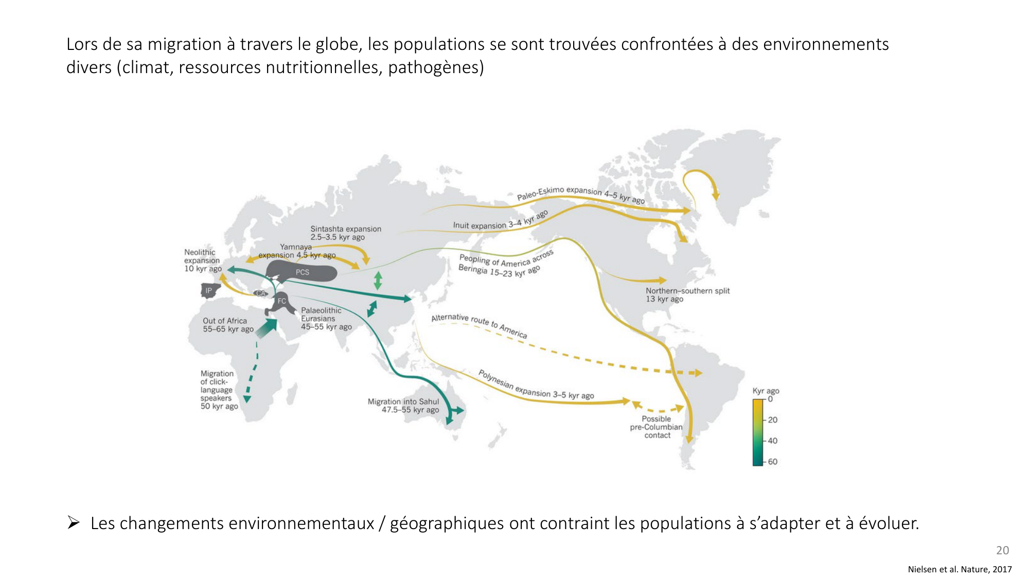 Génétique humaine — session 4 page 20