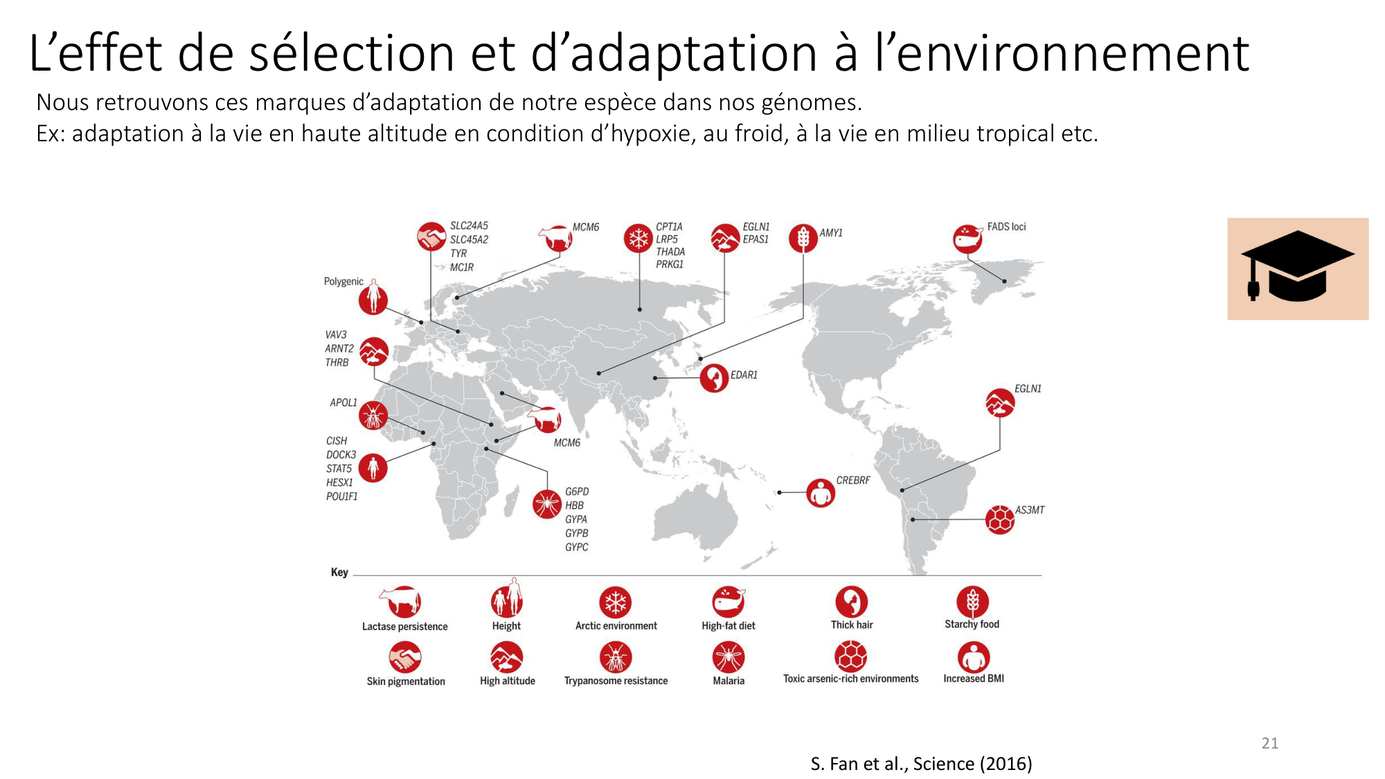 Génétique humaine — session 4 page 21