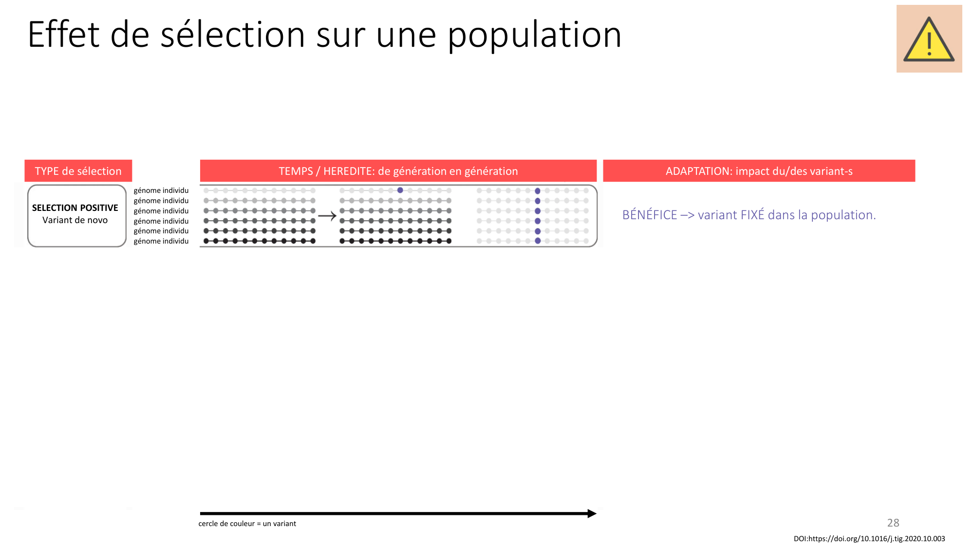 Génétique humaine — session 4 page 28