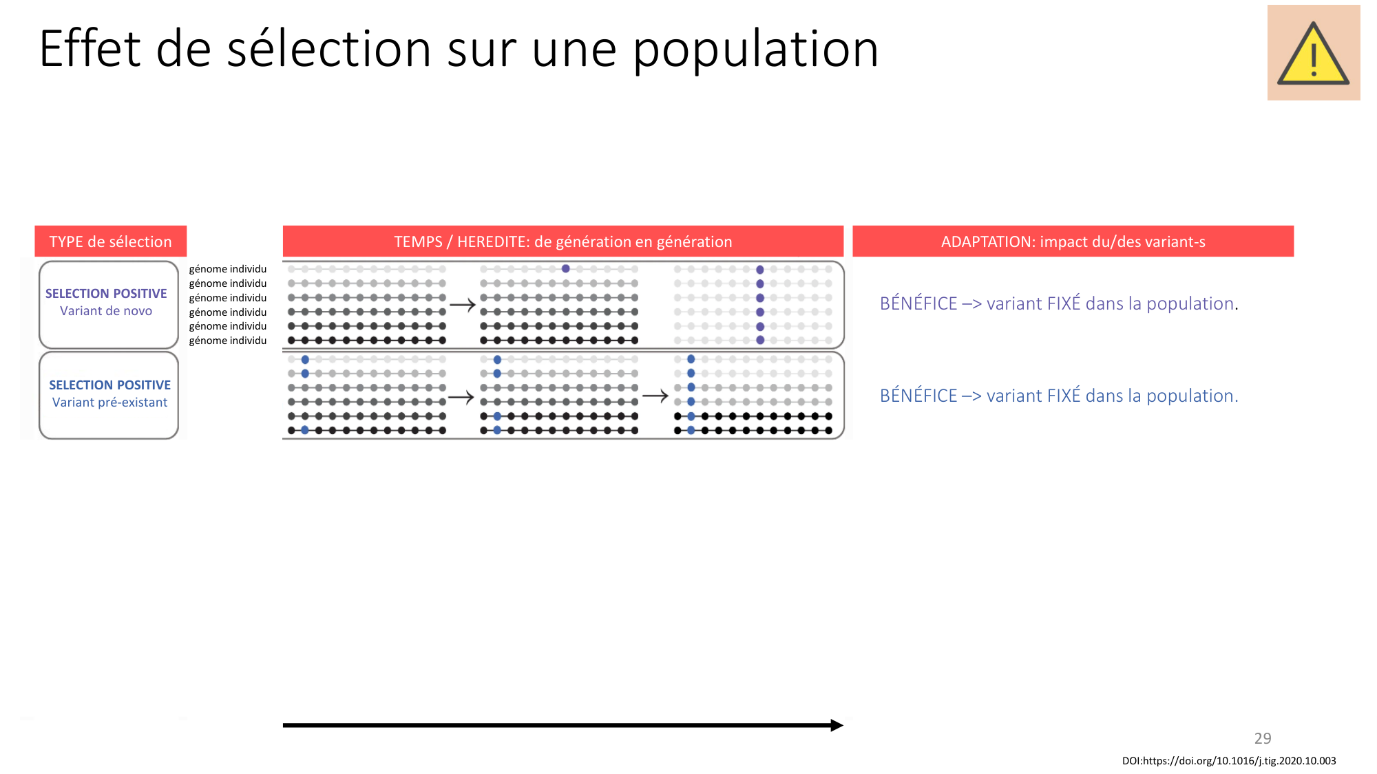 Génétique humaine — session 4 page 29