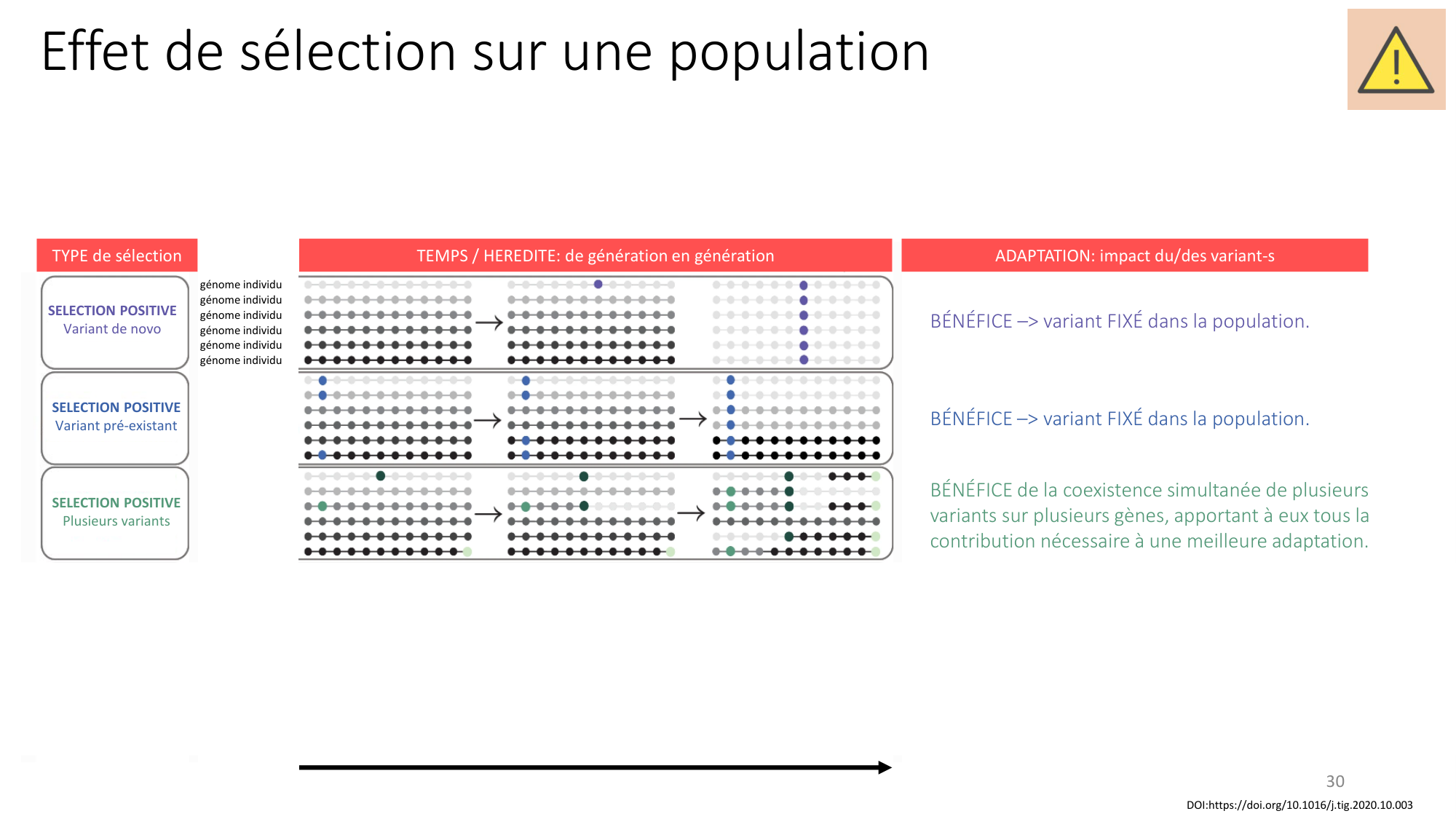 Génétique humaine — session 4 page 30