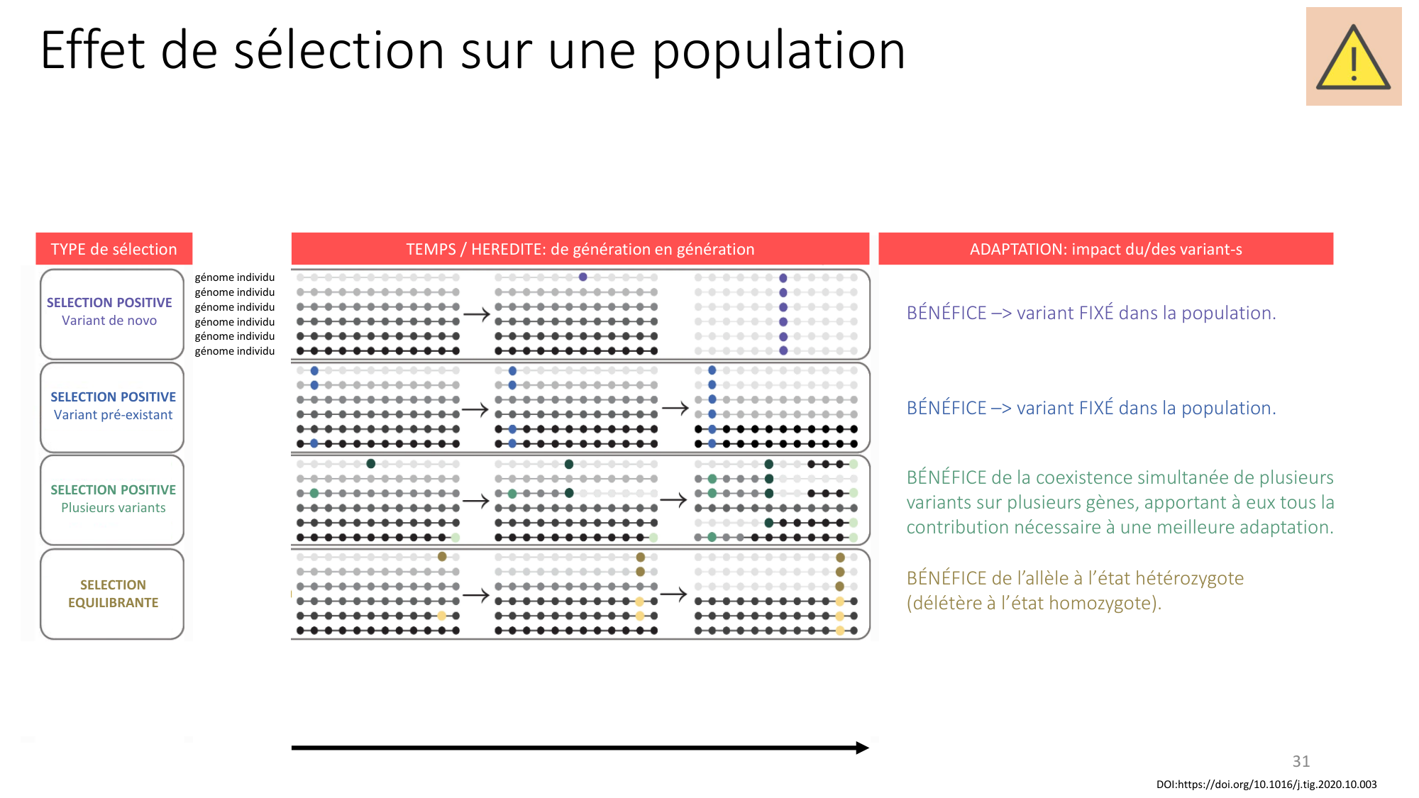 Génétique humaine — session 4 page 31