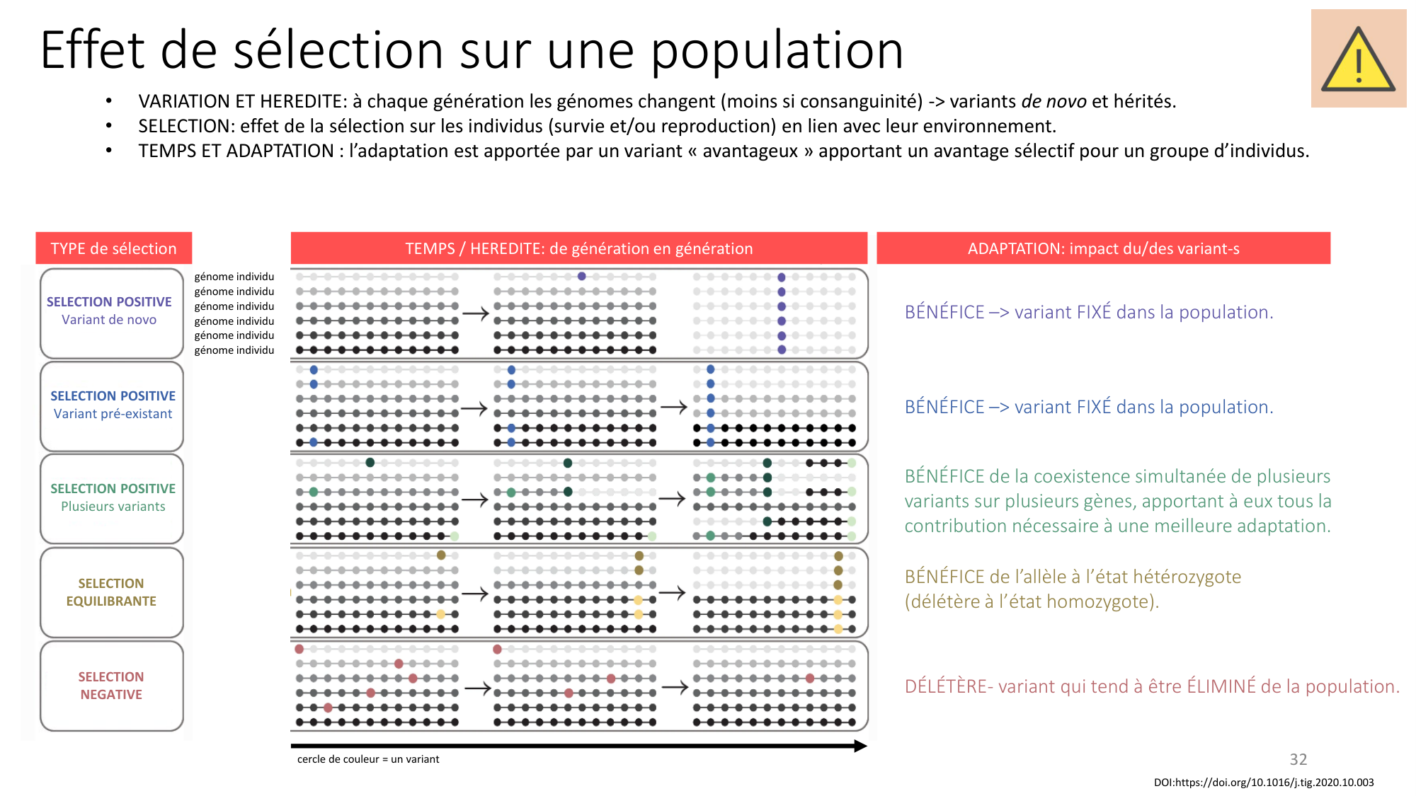 Génétique humaine — session 4 page 32