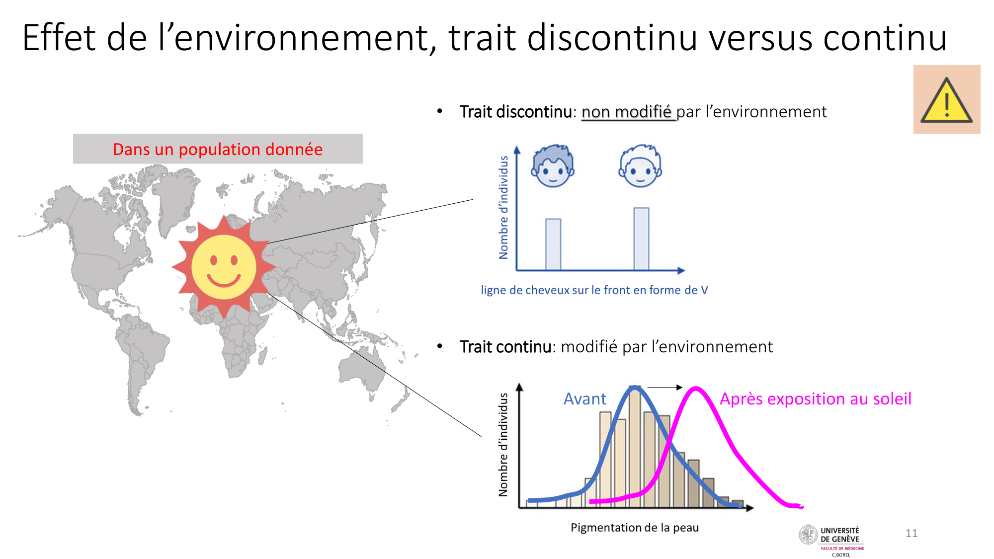 Génétique humaine — session 7 page 11