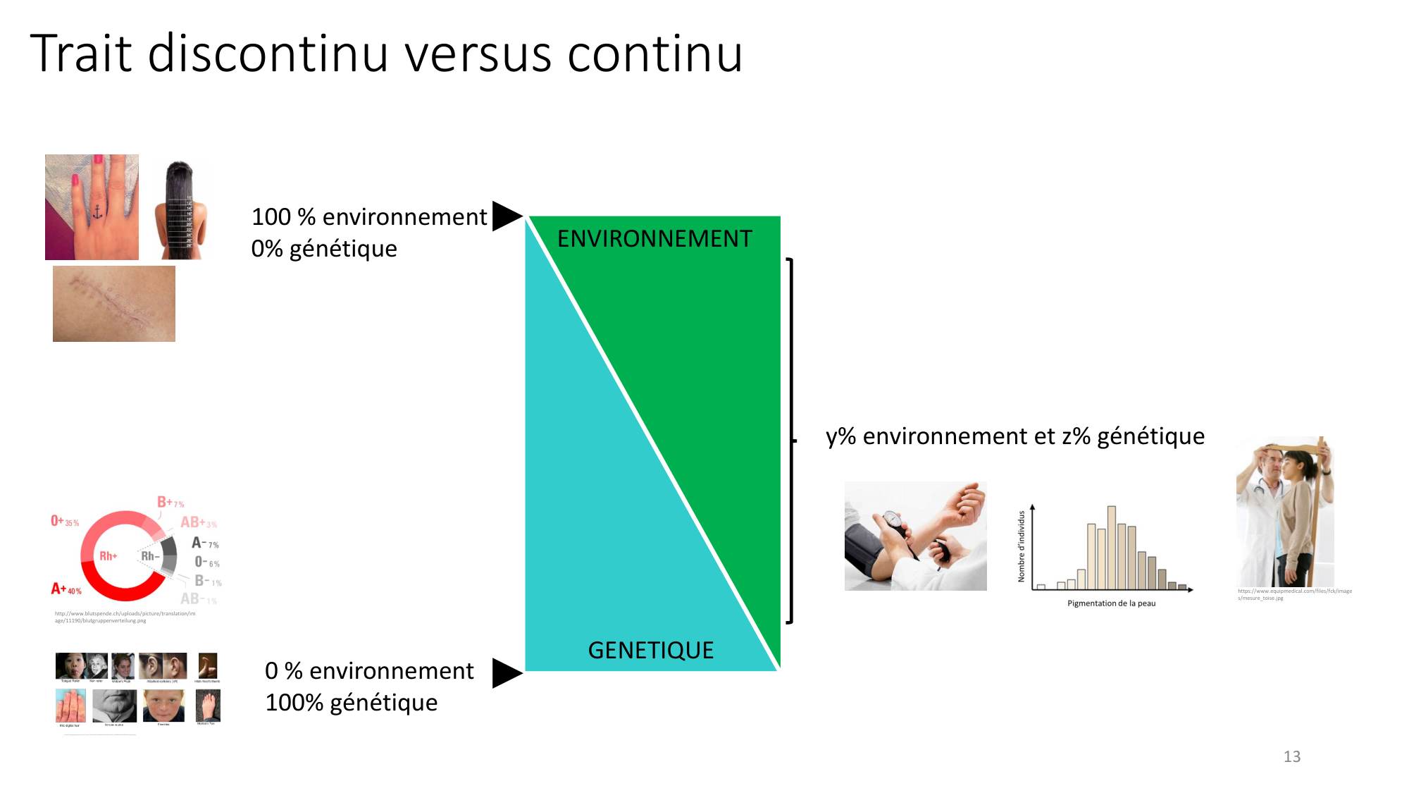 Génétique humaine — session 7 page 13
