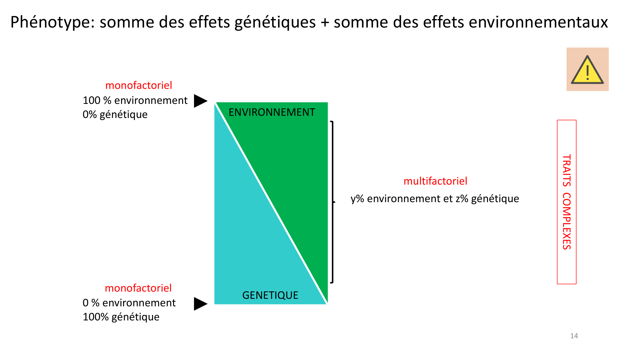 Génétique humaine — session 7 page 14