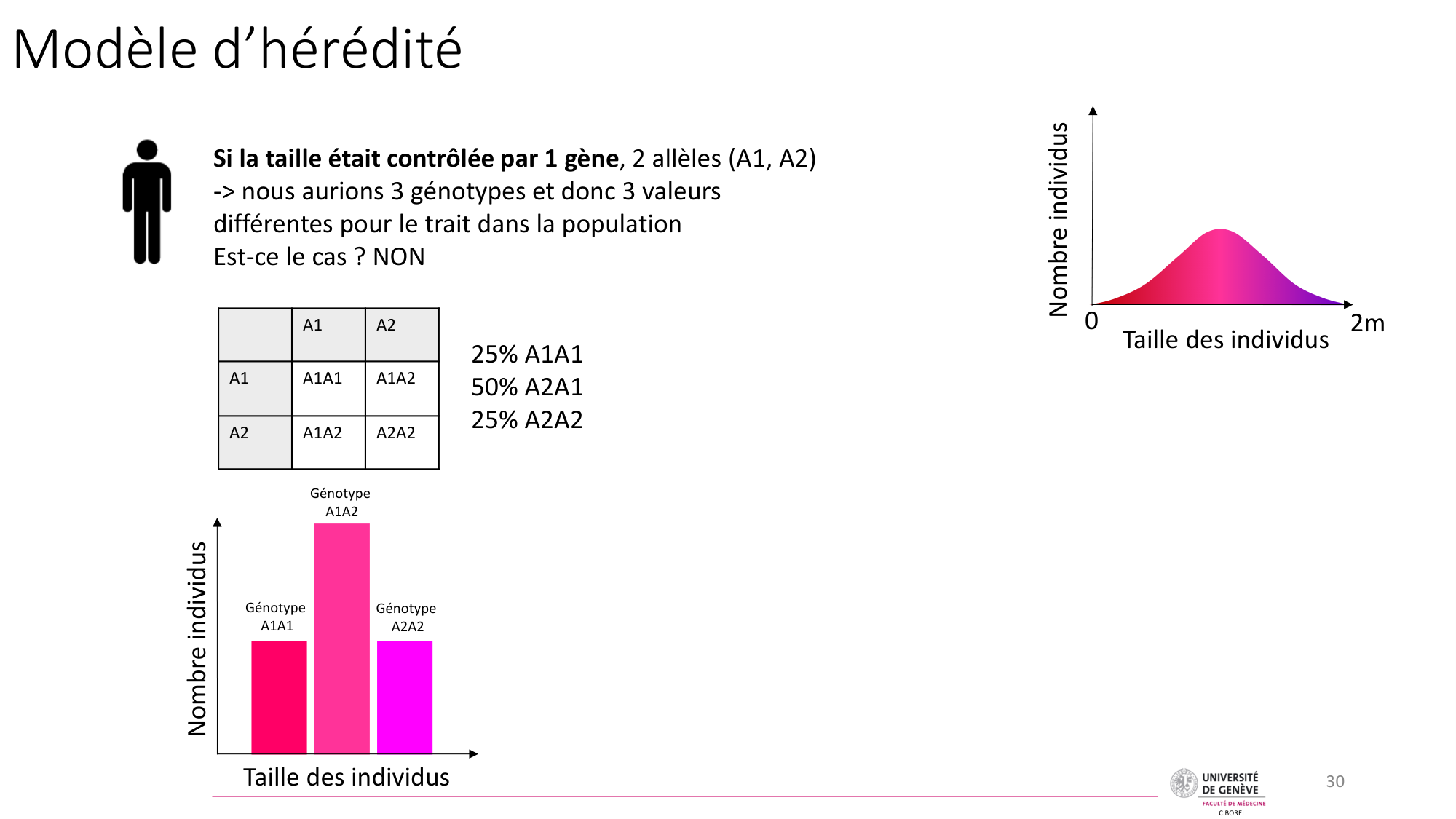 Génétique humaine — session 7 page 30