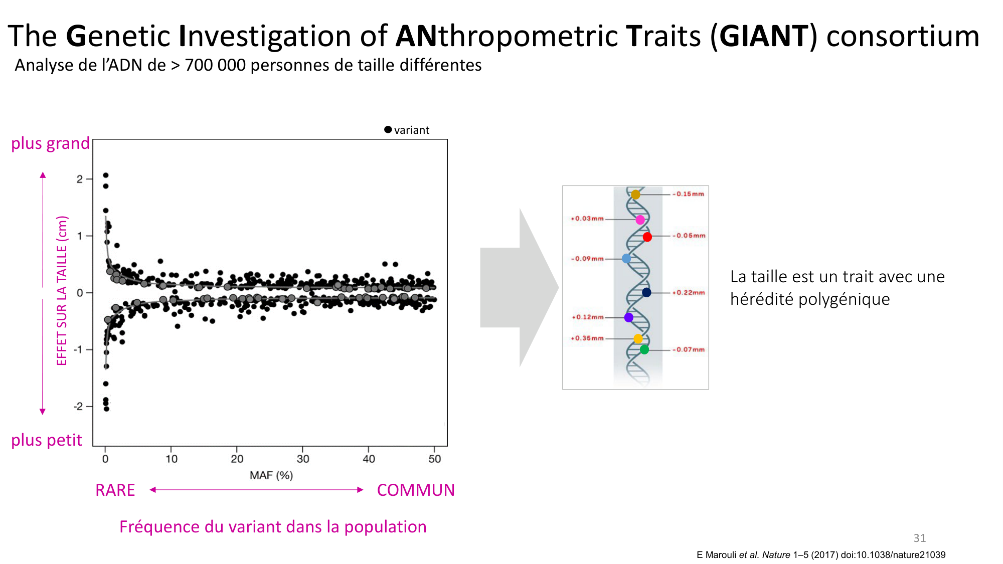 Génétique humaine — session 7 page 31
