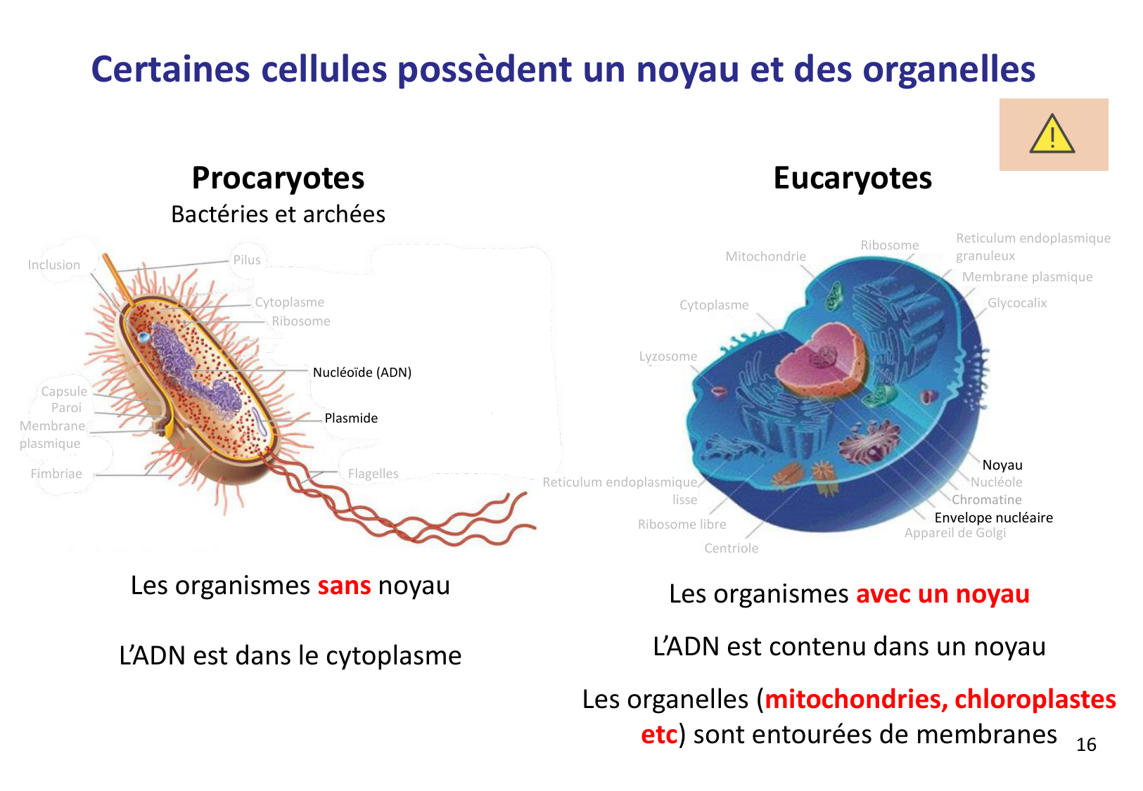 Introduction à la microbiologie — diapositives page 16
