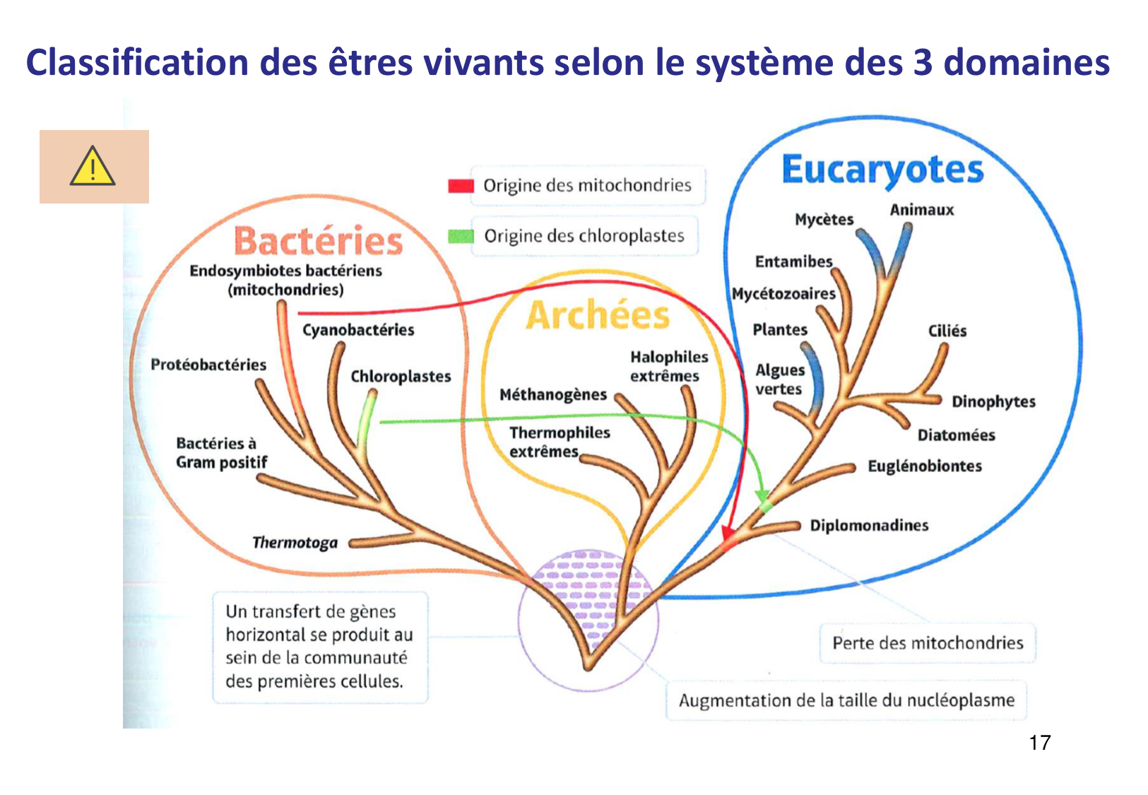 Introduction à la microbiologie — diapositives page 17