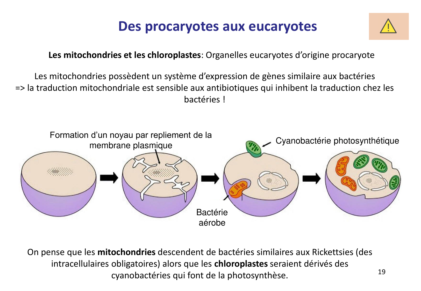 Introduction à la microbiologie — diapositives page 19