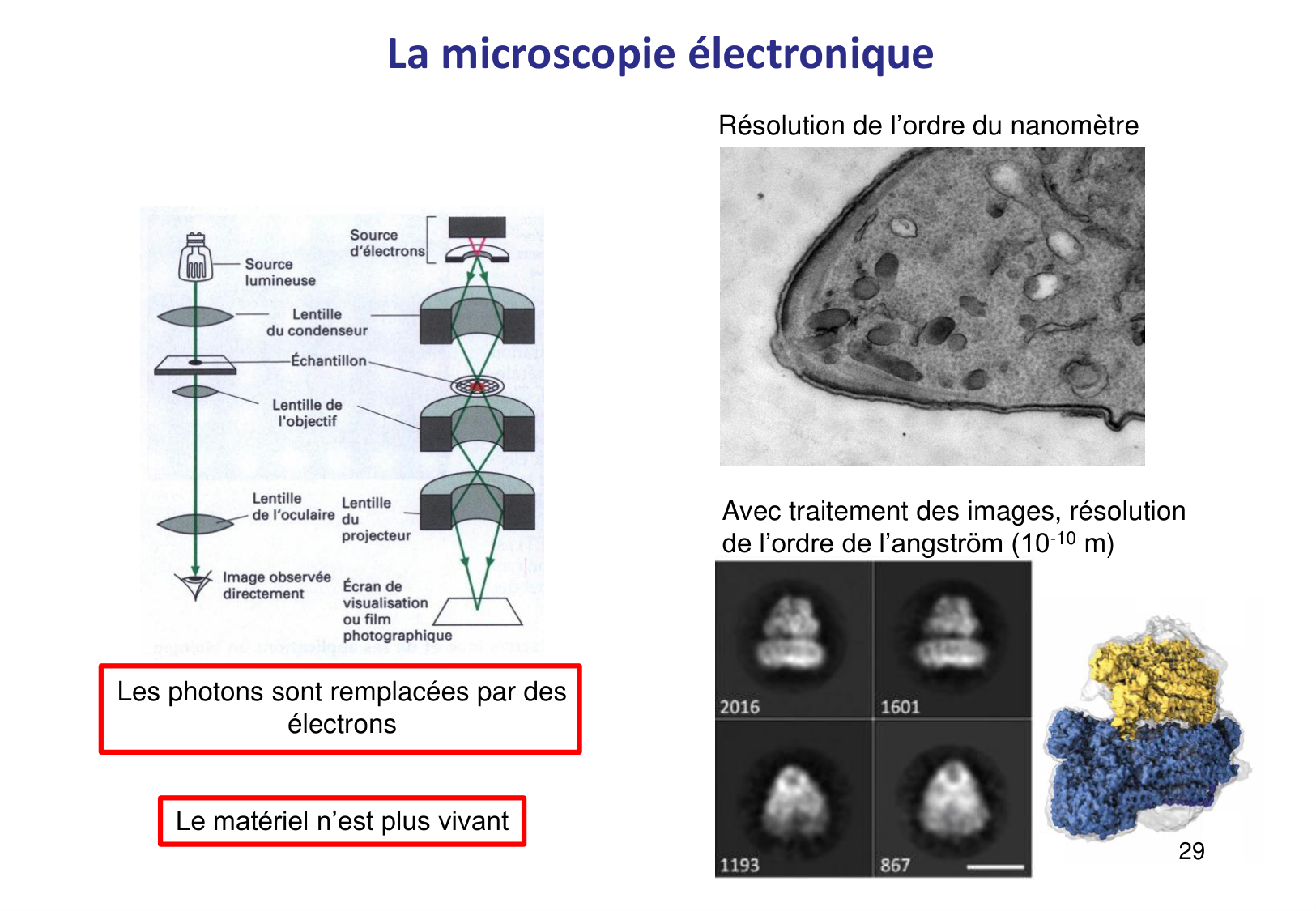 Introduction à la microbiologie — diapositives page 29