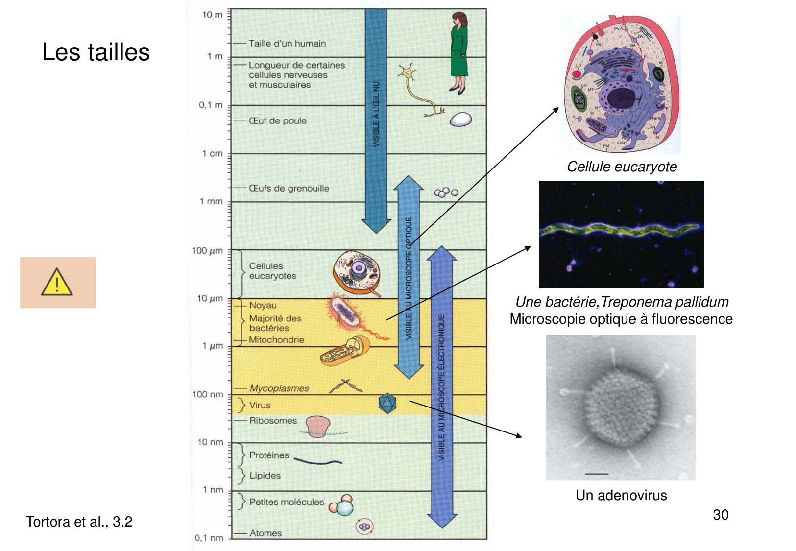 Introduction à la microbiologie — diapositives page 30