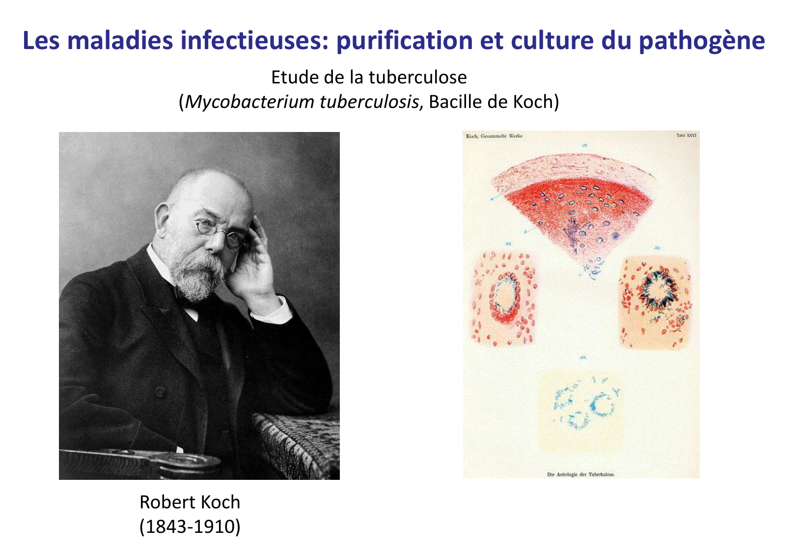 Introduction à la microbiologie — diapositives page 34