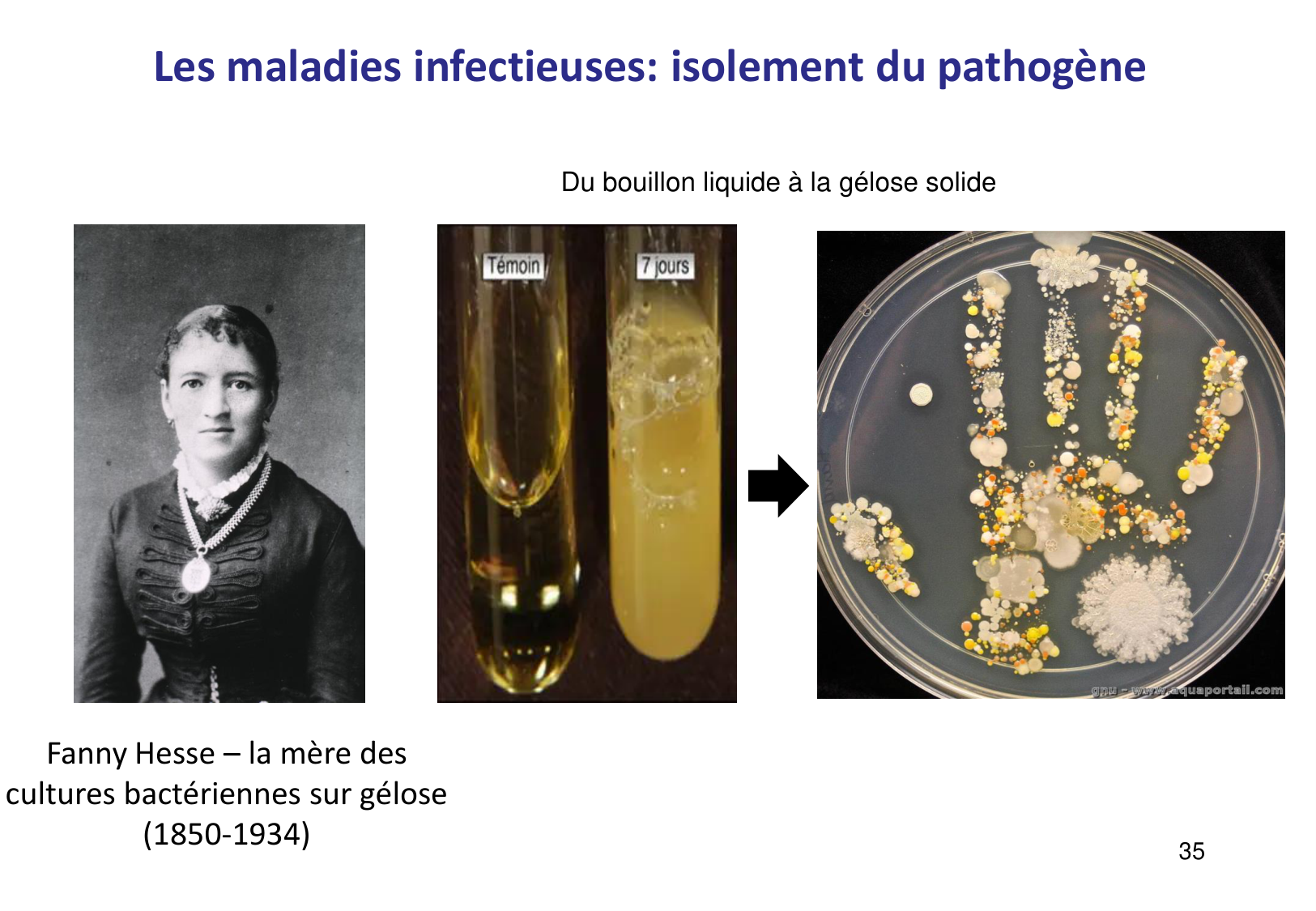 Introduction à la microbiologie — diapositives page 35