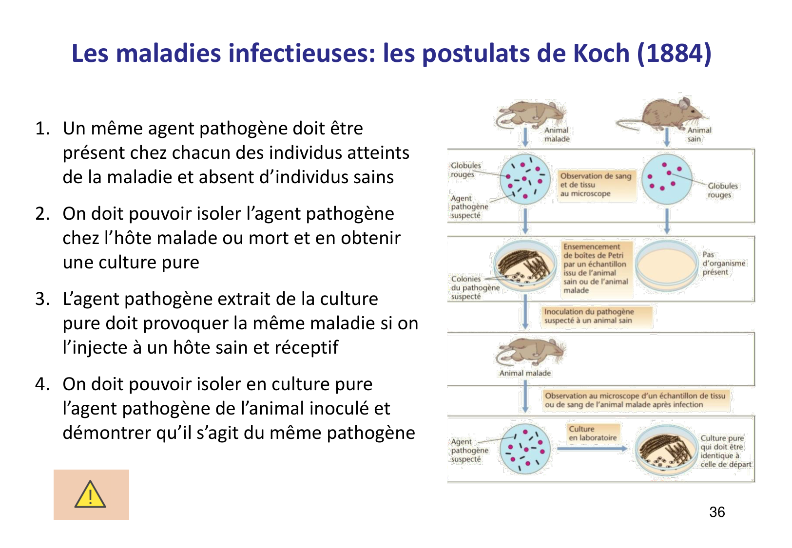 Introduction à la microbiologie — diapositives page 36