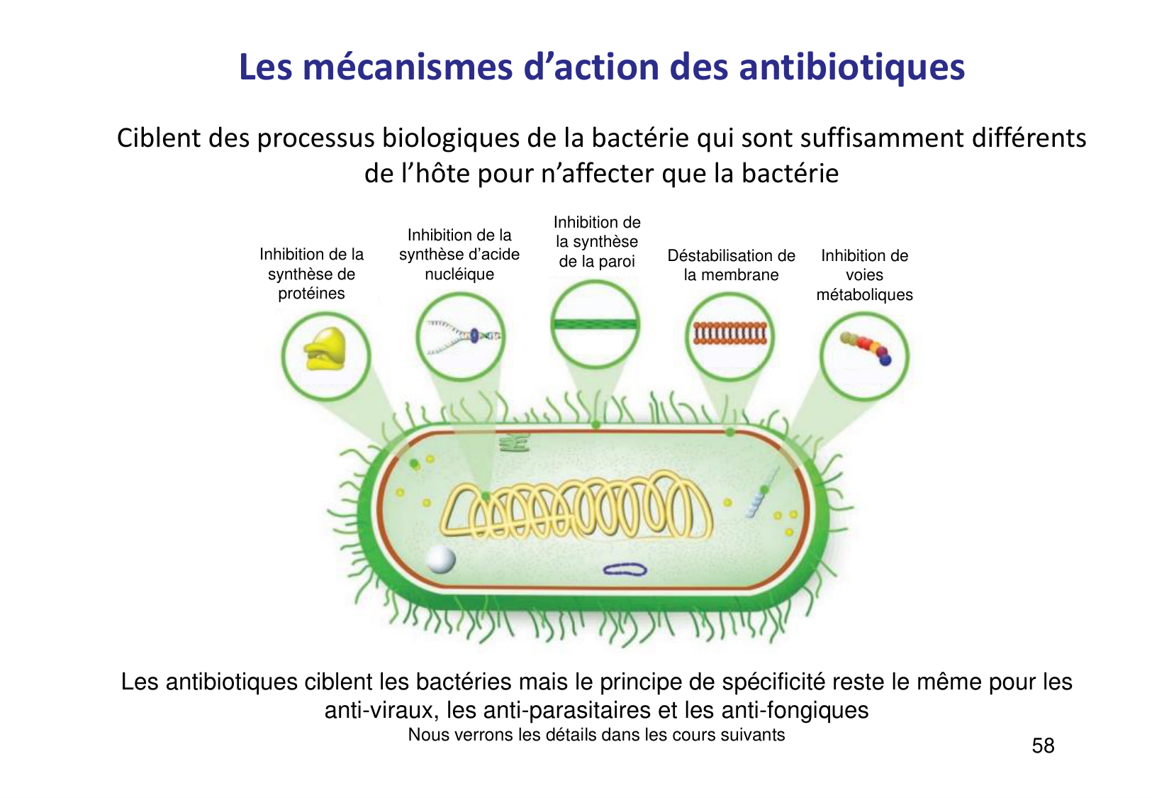 Introduction à la microbiologie — diapositives page 58