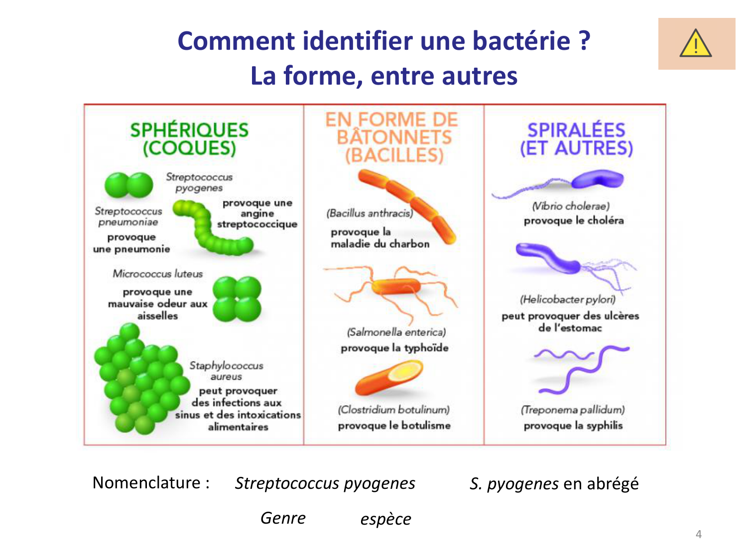 Les bactéries — diapositives page 4