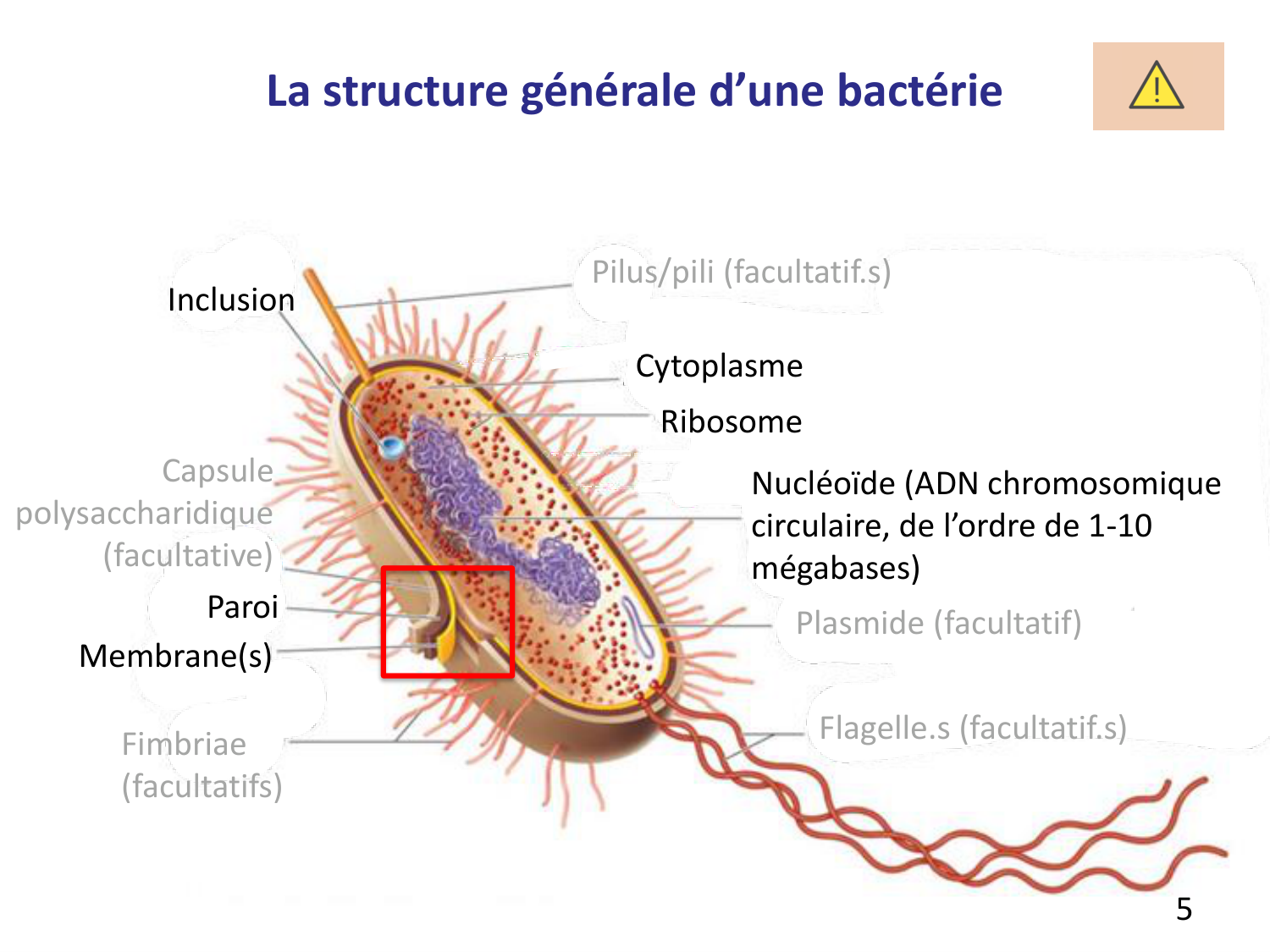 Les bactéries — diapositives page 5