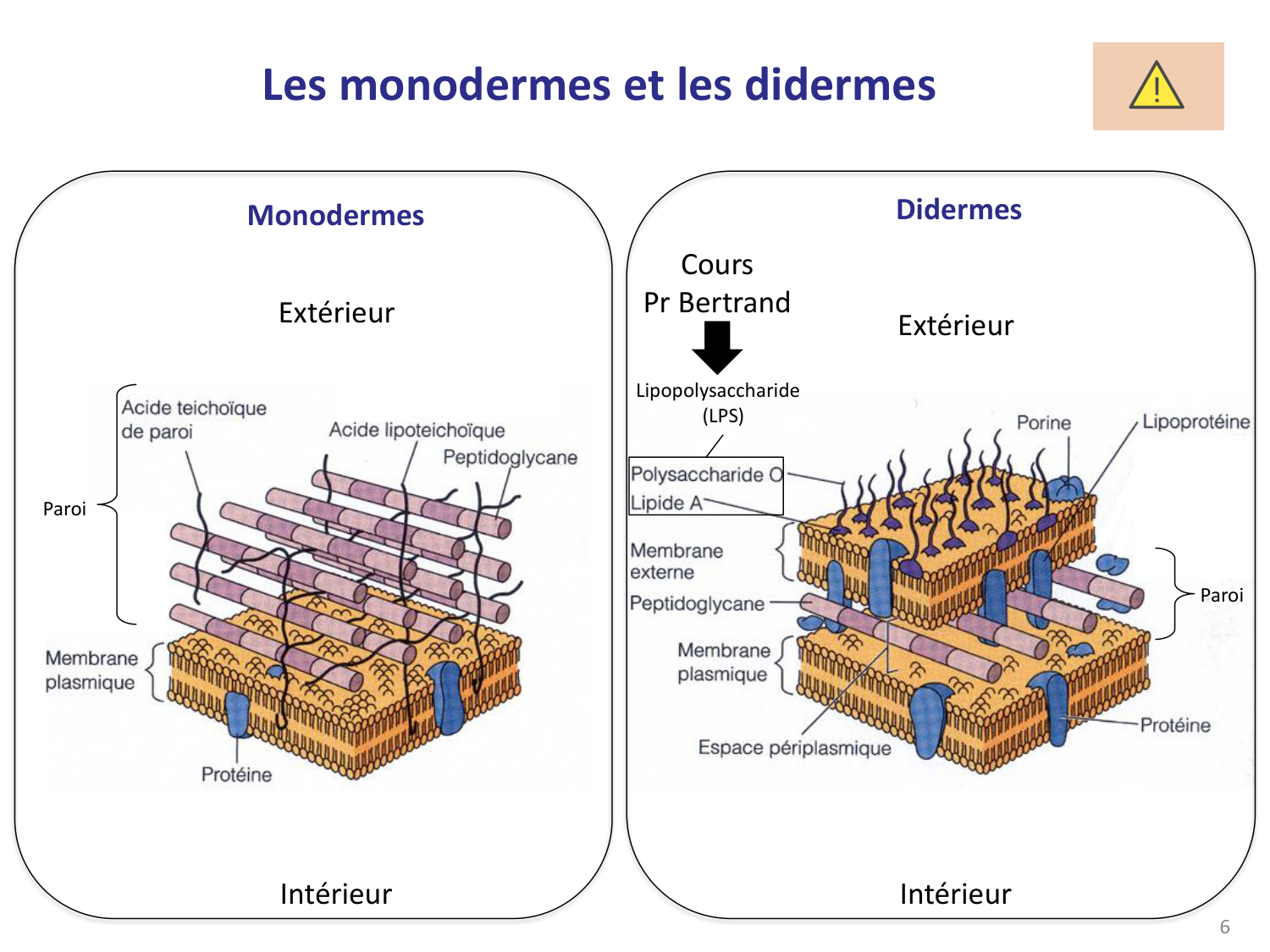 Les bactéries — diapositives page 6