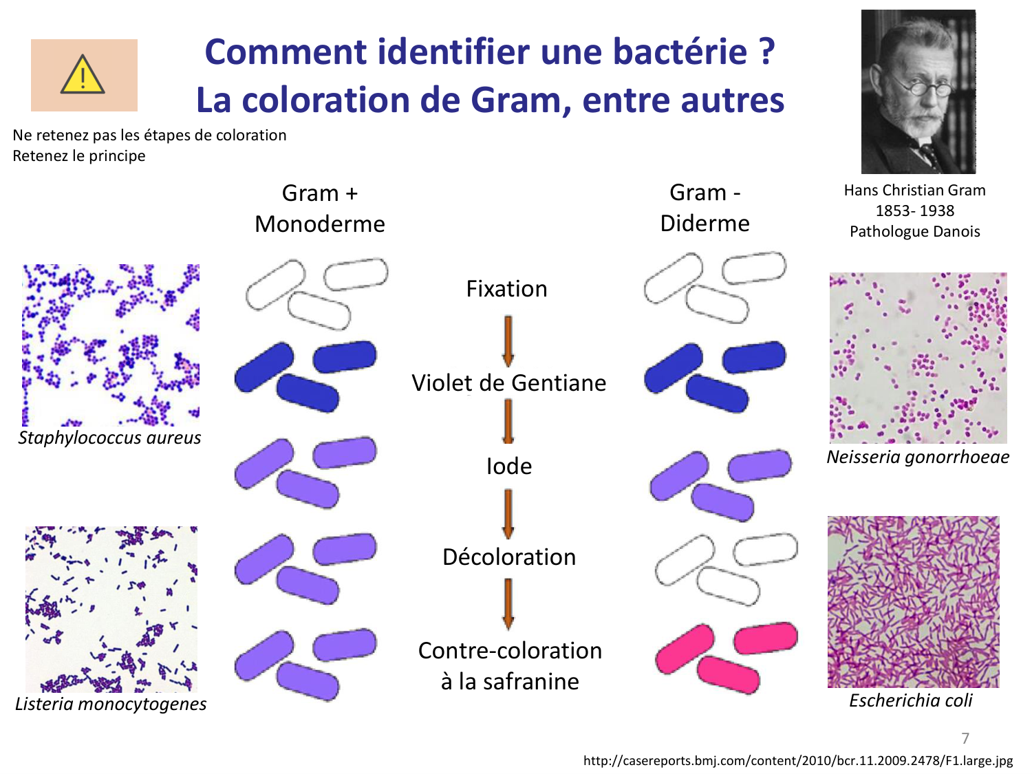 Les bactéries — diapositives page 7