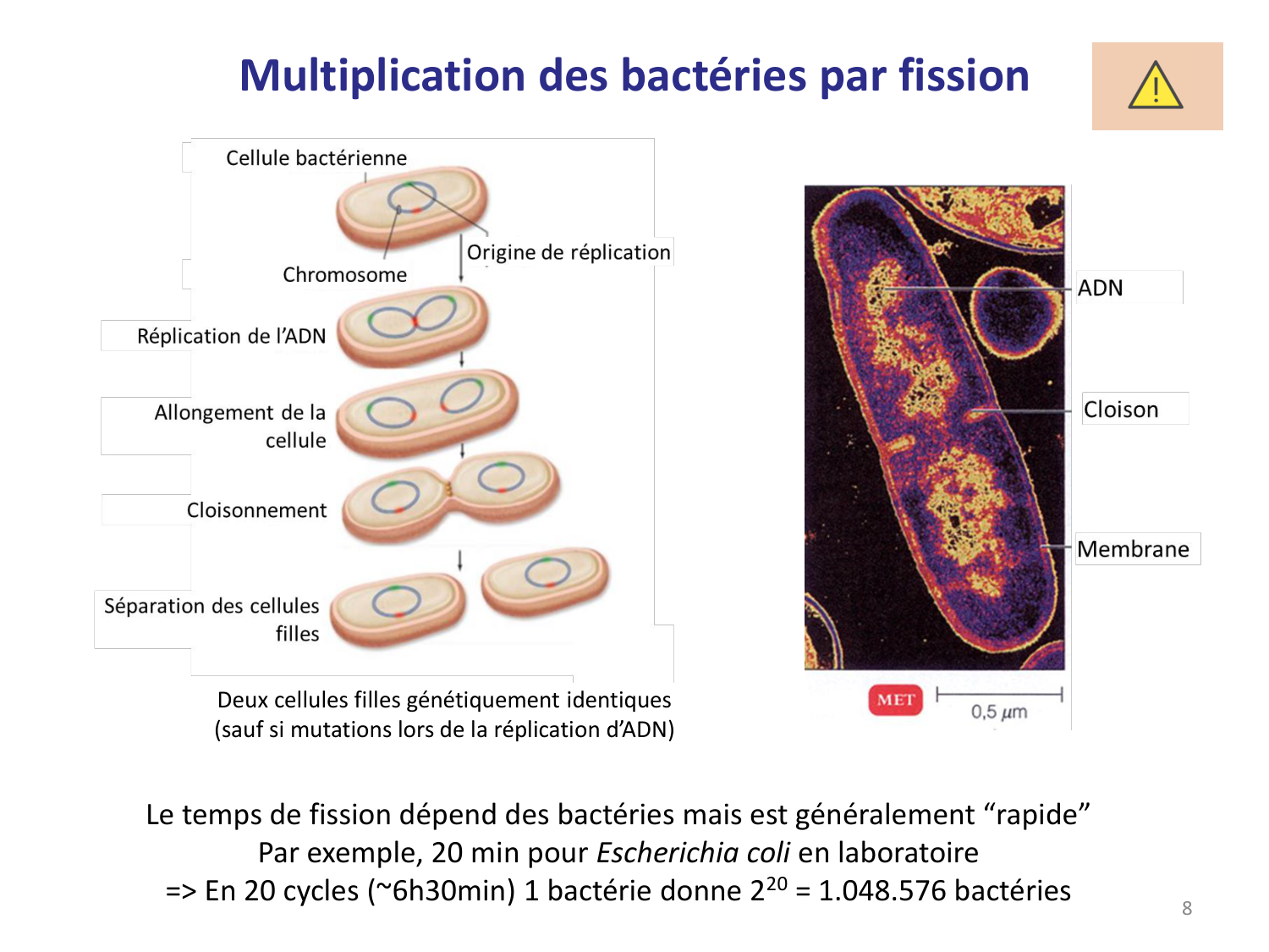 Les bactéries — diapositives page 8