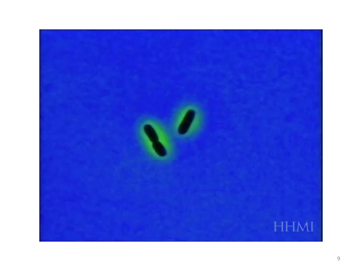 Les bactéries — diapositives page 9