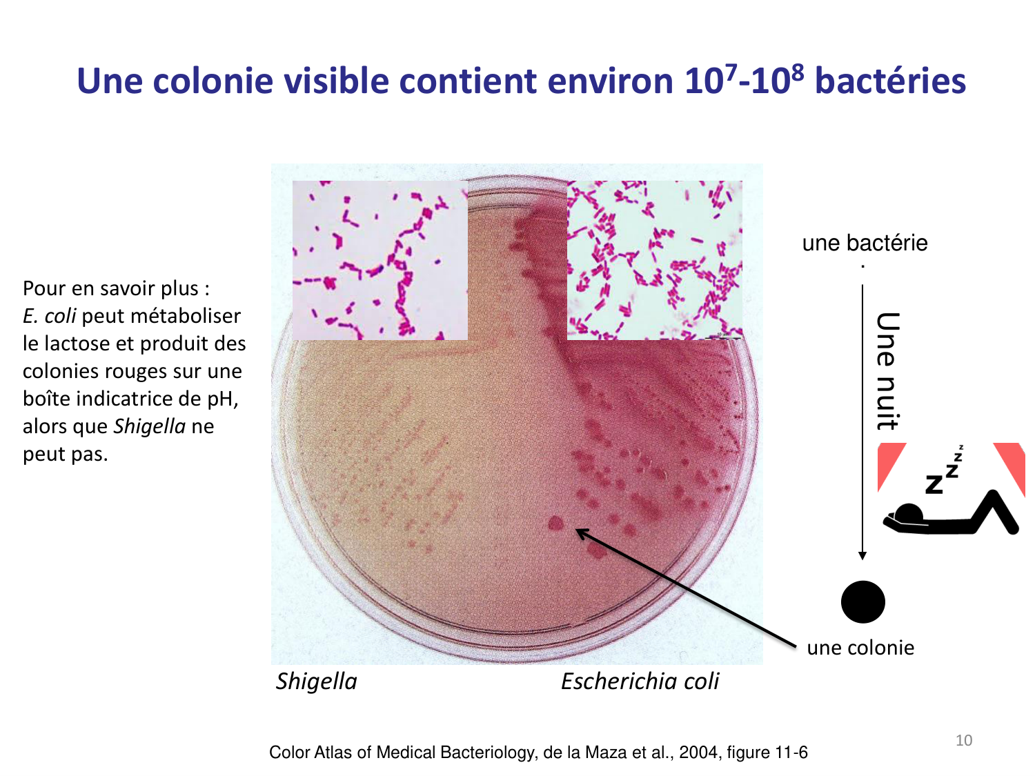 Les bactéries — diapositives page 10