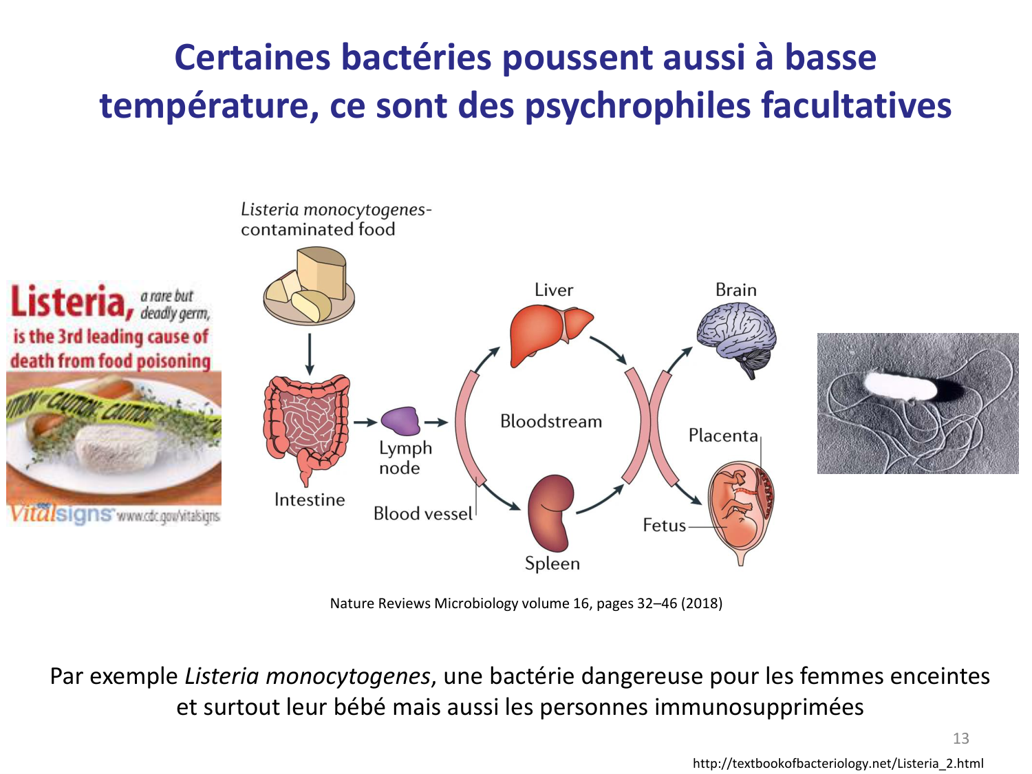 Les bactéries — diapositives page 13