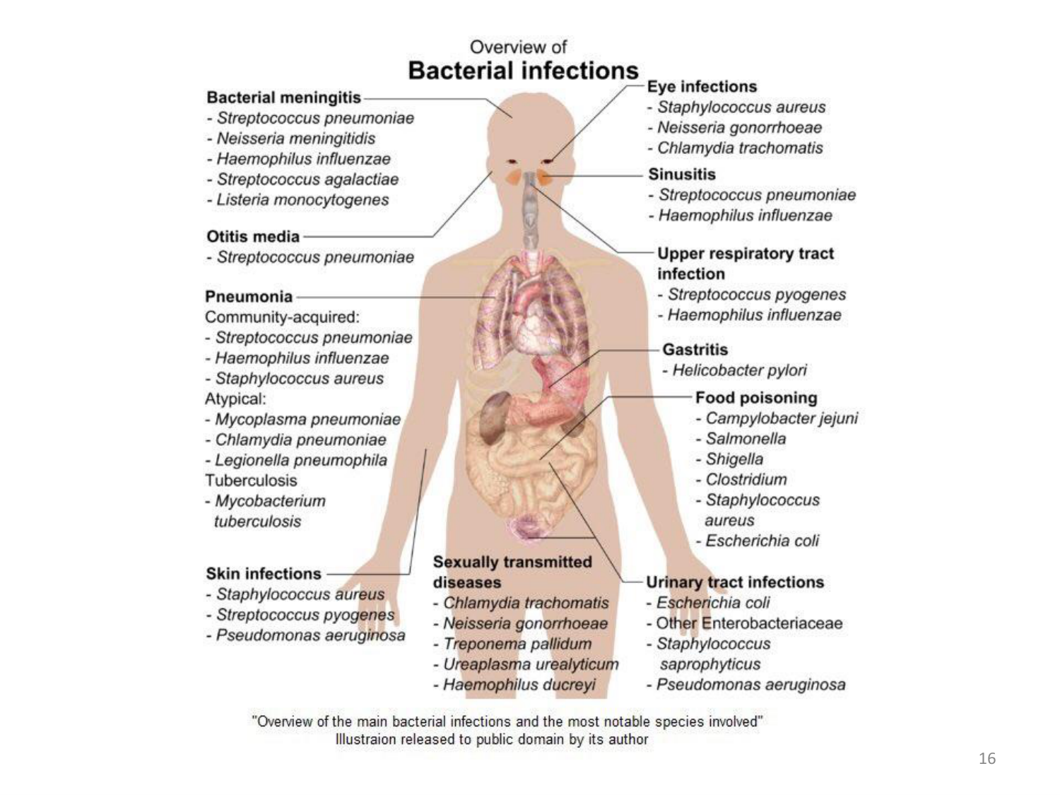 Les bactéries — diapositives page 16