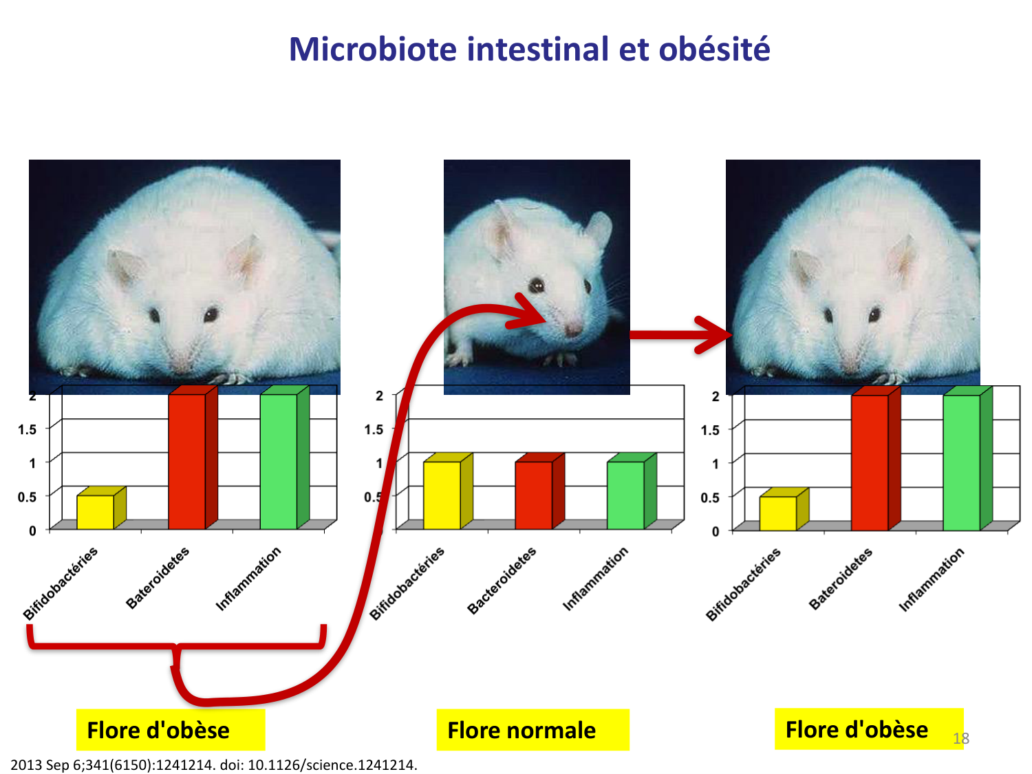 Les bactéries — diapositives page 18