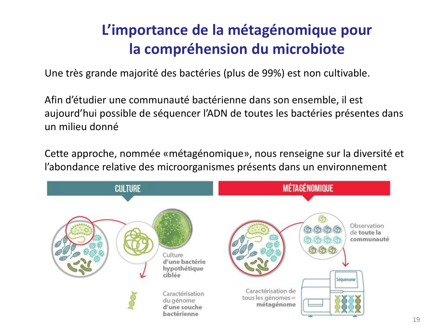 Les bactéries — diapositives page 19