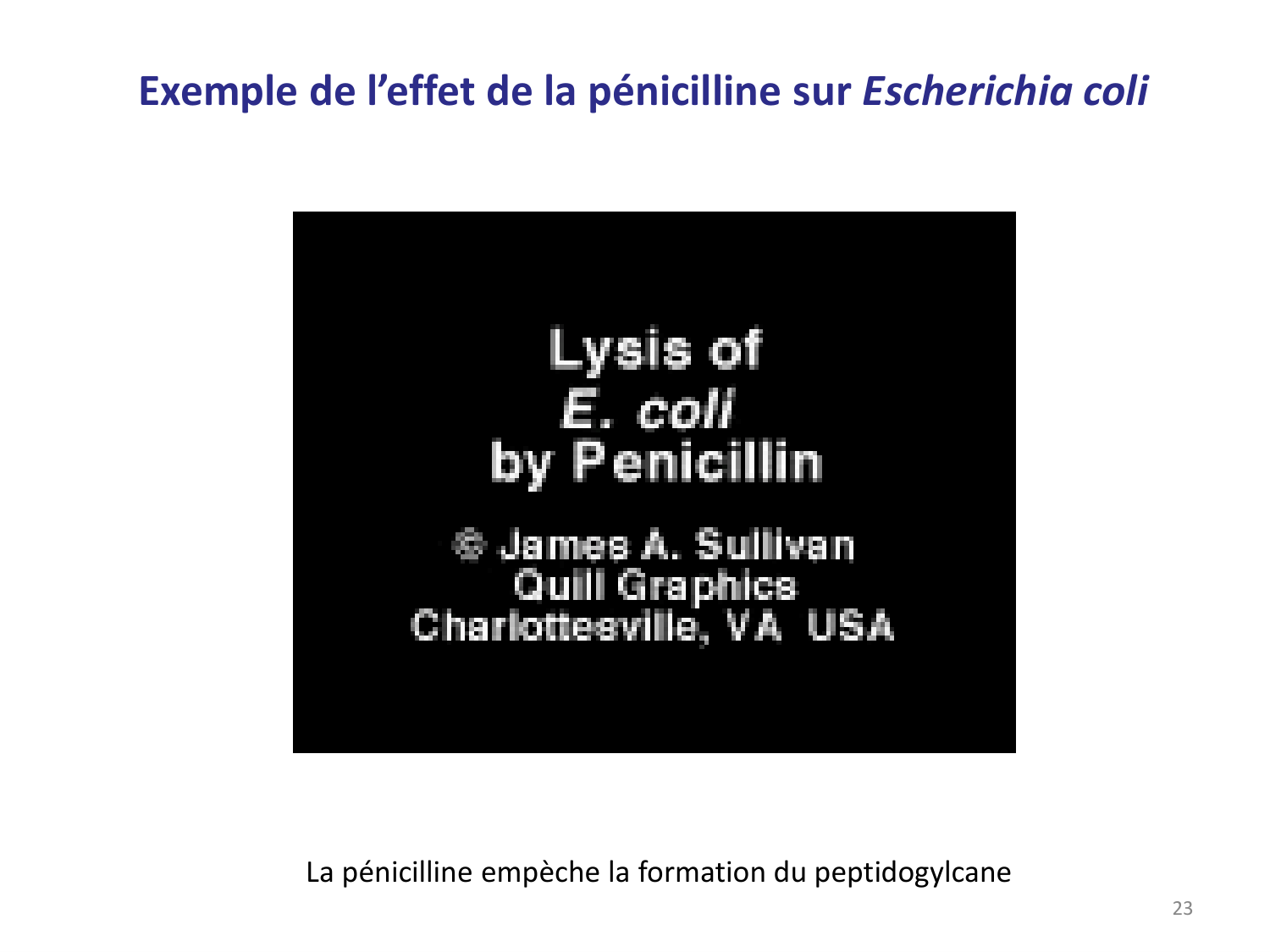 Les bactéries — diapositives page 23