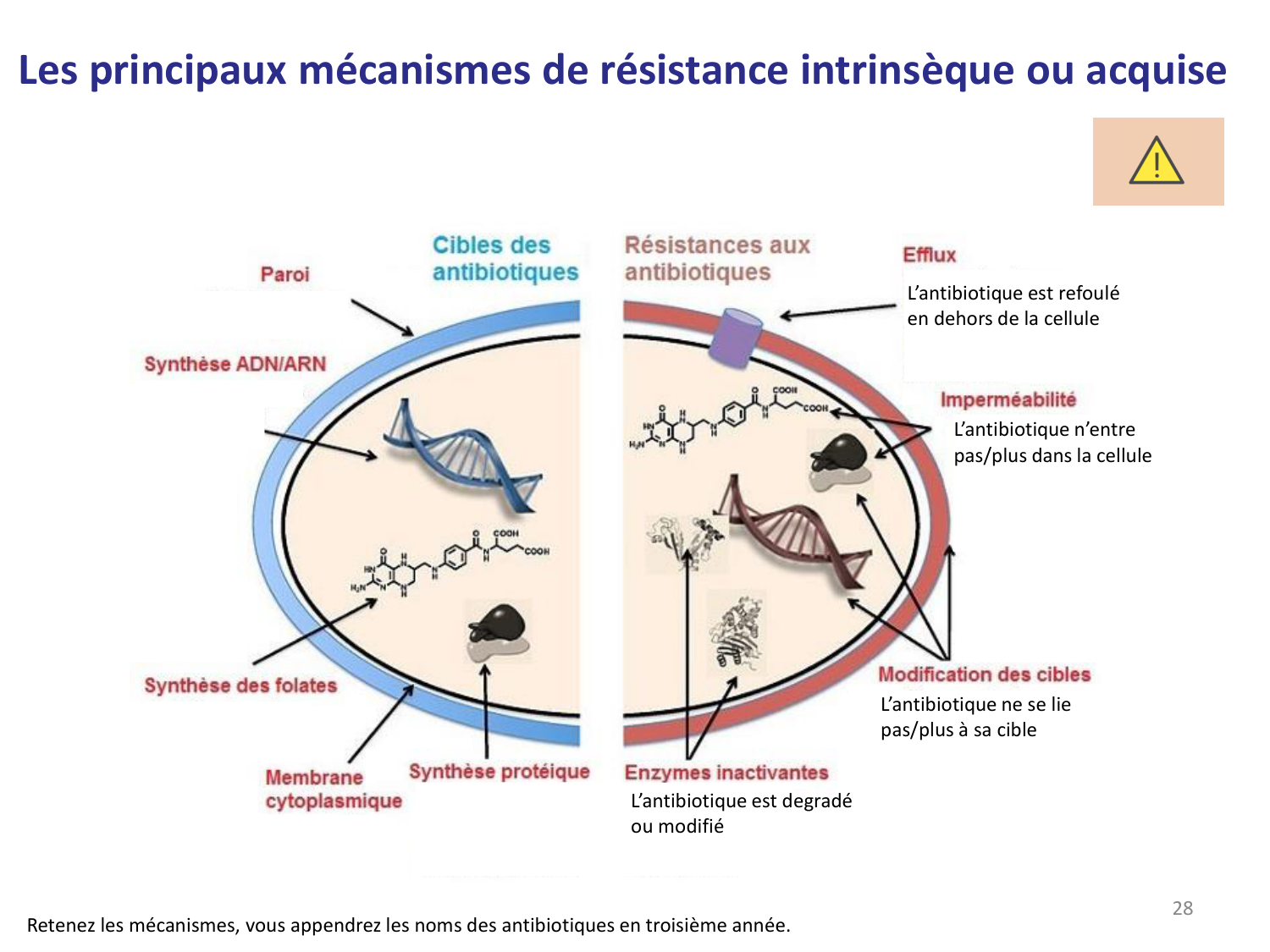 Les bactéries — diapositives page 28