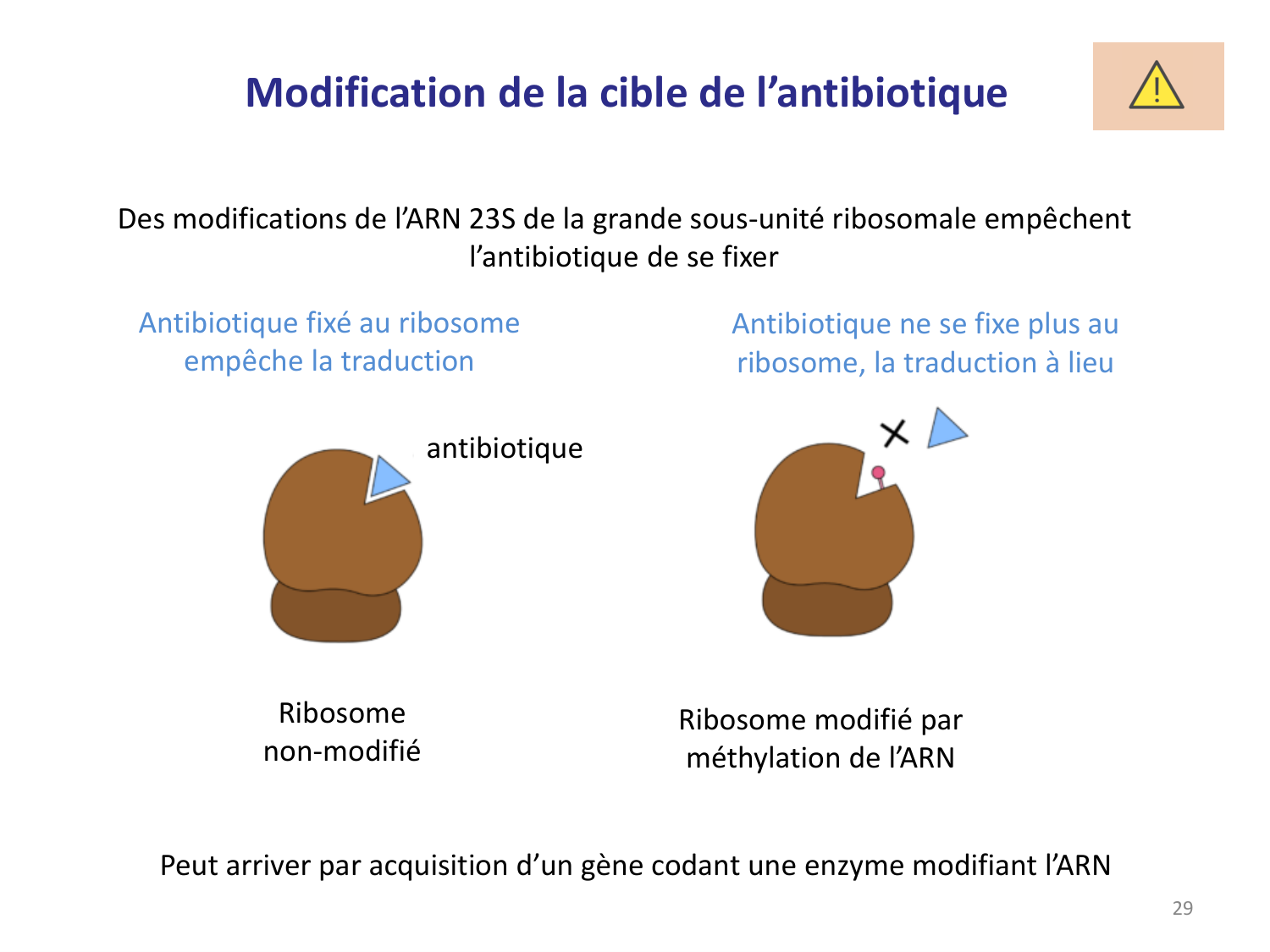 Les bactéries — diapositives page 29
