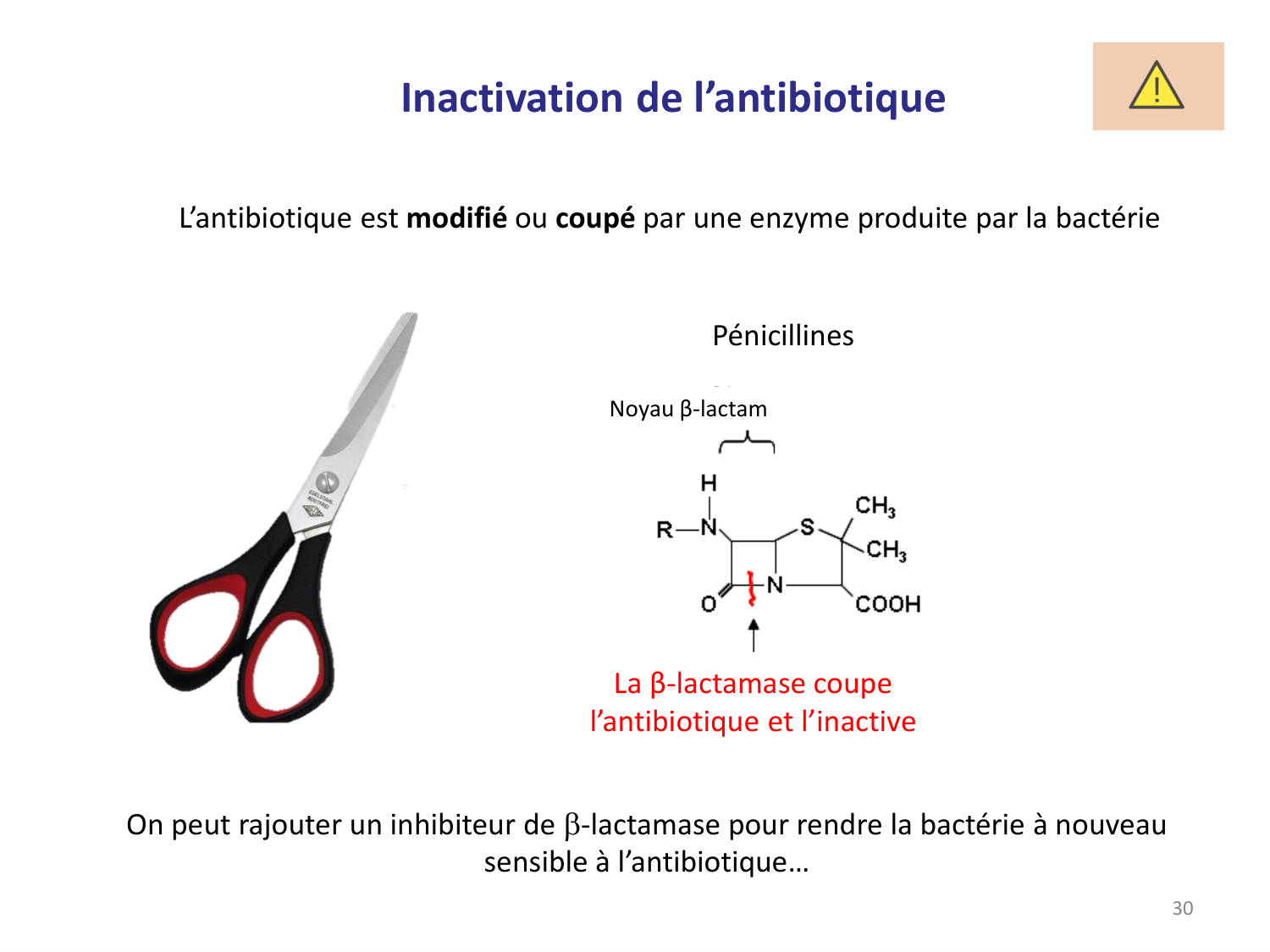 Les bactéries — diapositives page 30