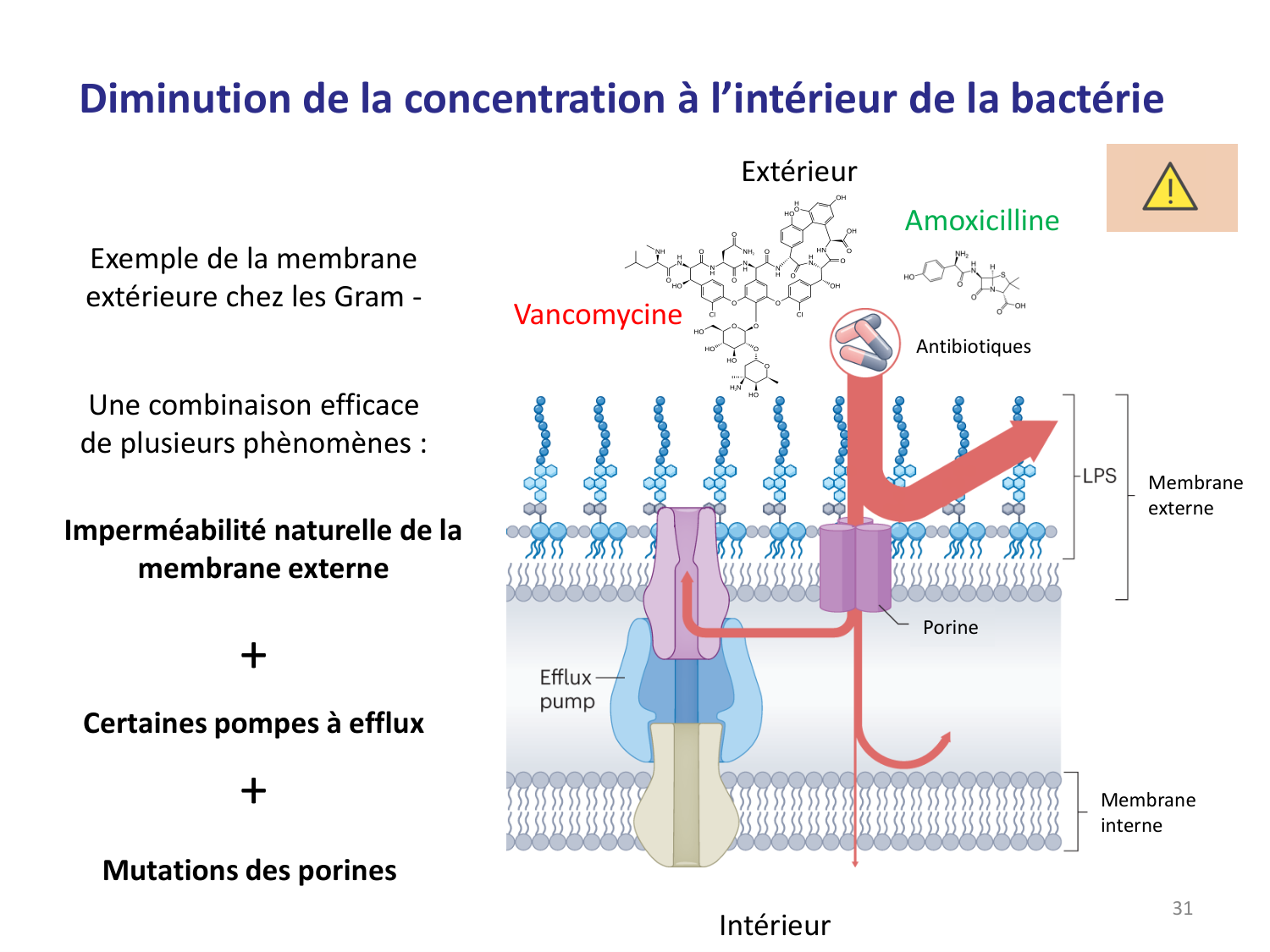 Les bactéries — diapositives page 31